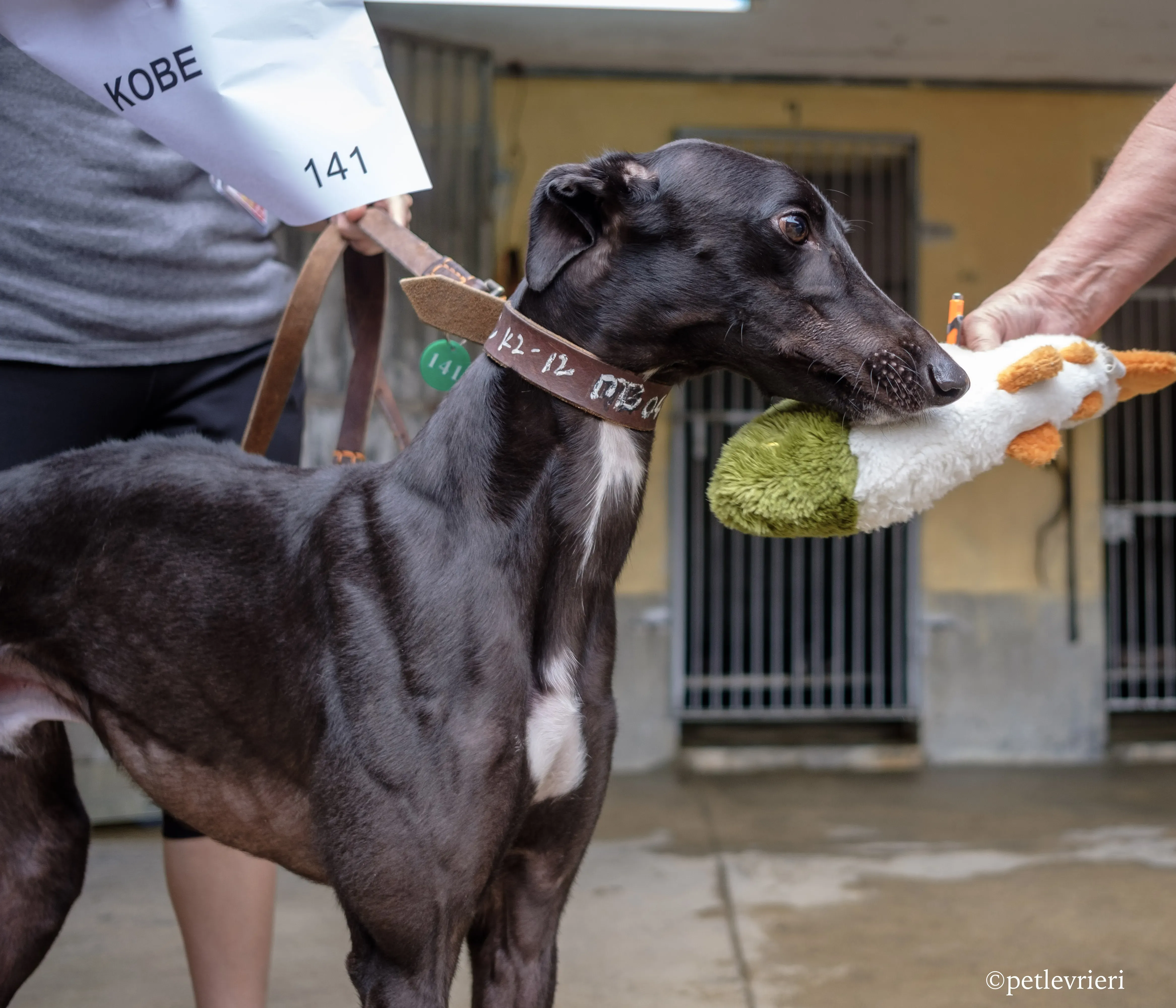 kobe adozione greyhound macao 7