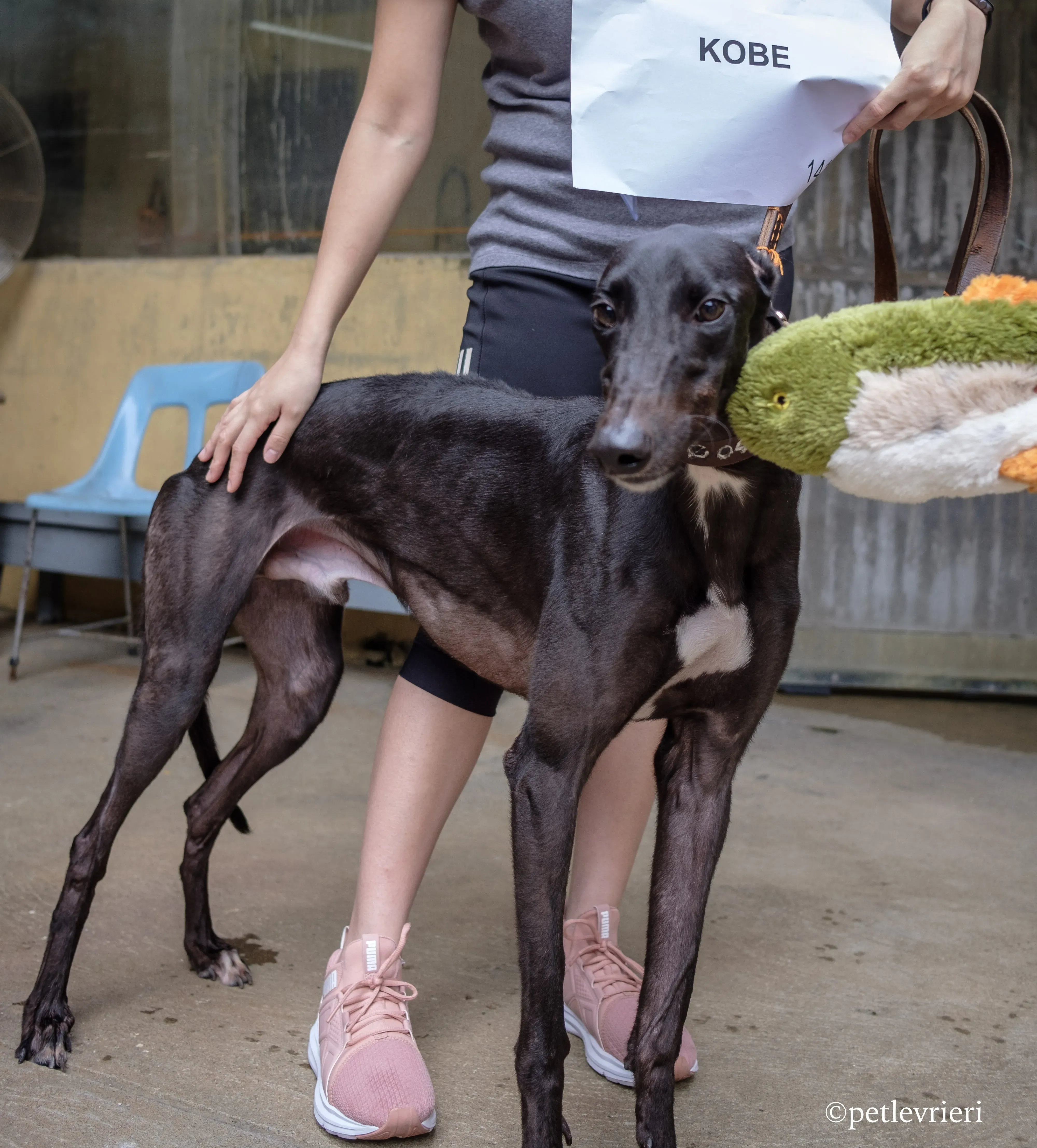 kobe adozione greyhound macao 8