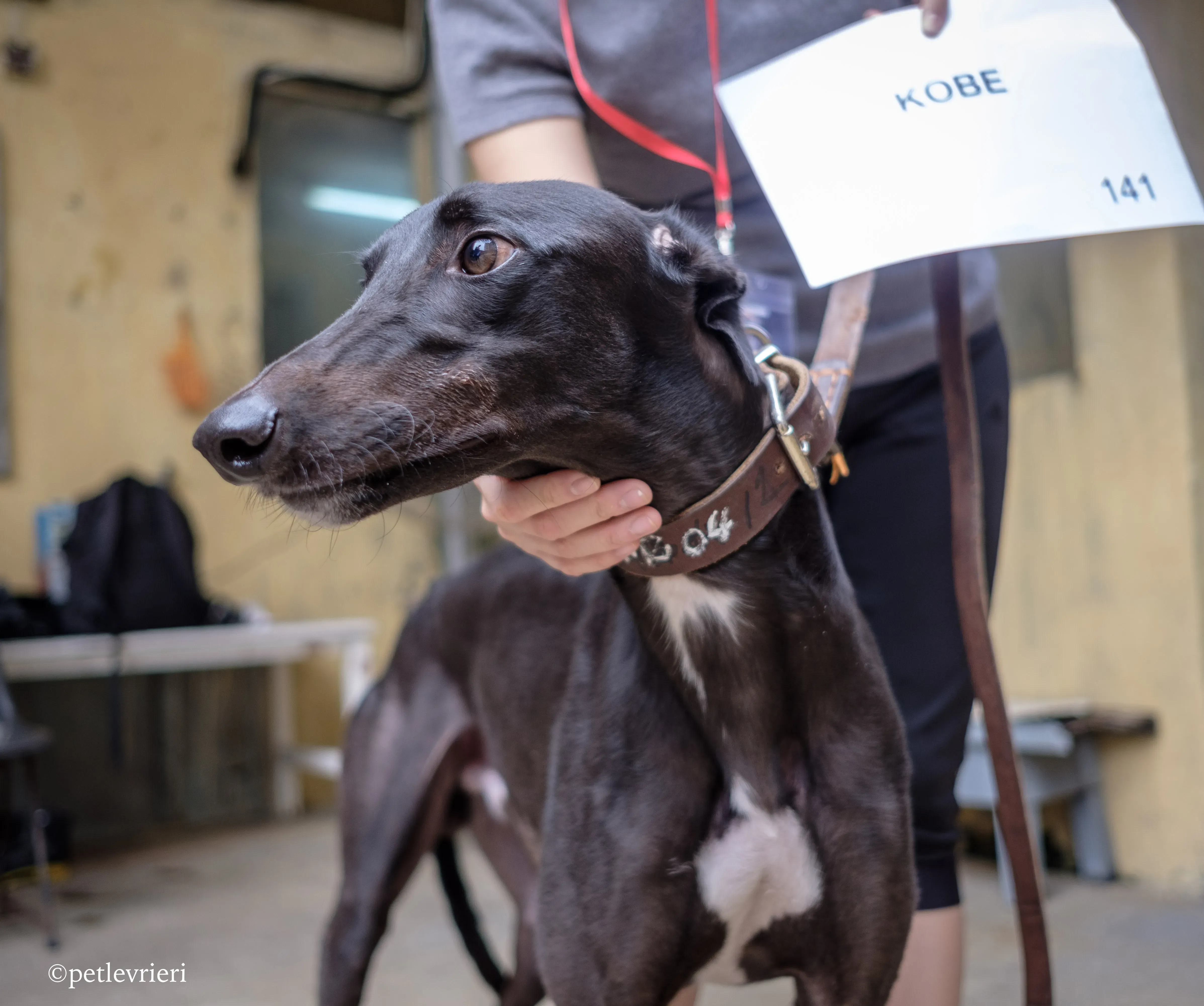kobe adozione greyhound macao 9