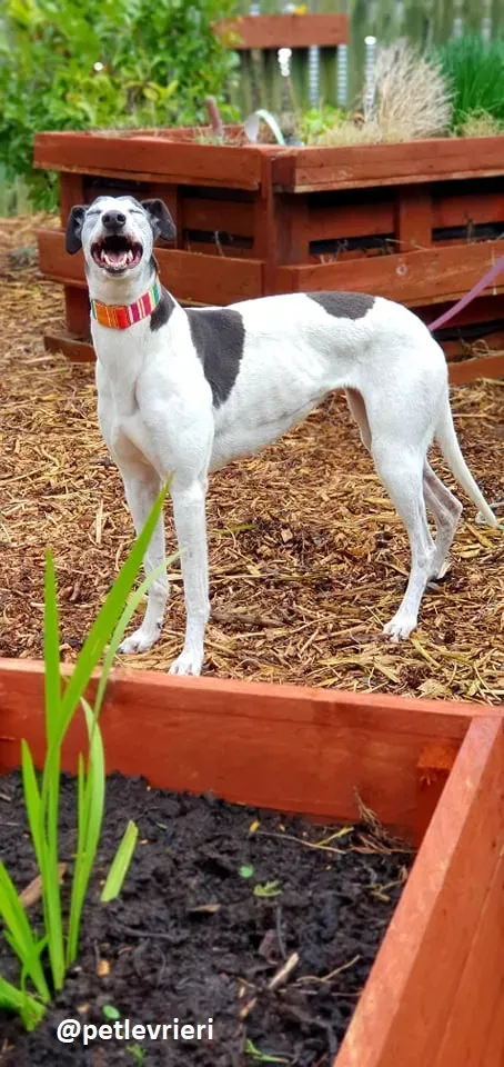 konchi adozione greyhound 1