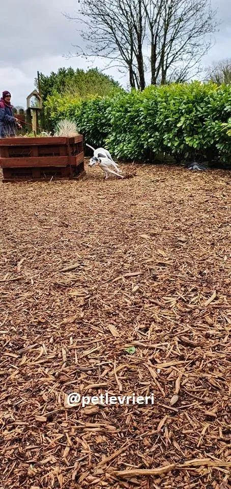 konchi adozione greyhound 2