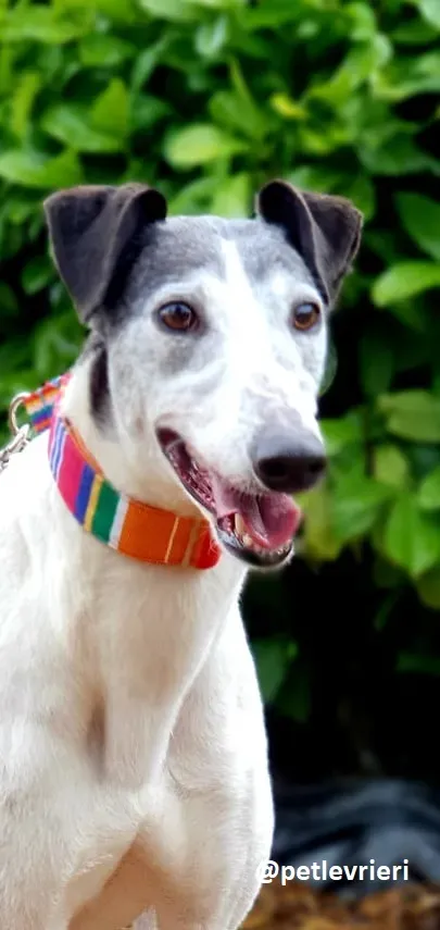 konchi adozione greyhound 3