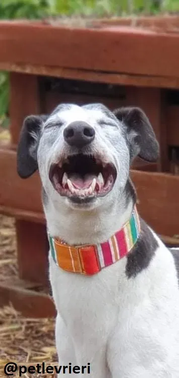 konchi adozione greyhound