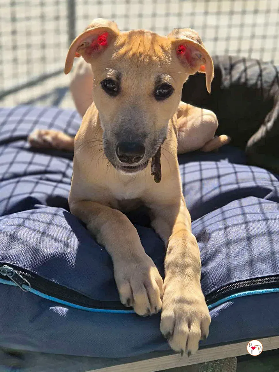 koy grey cucciolo adozione 01