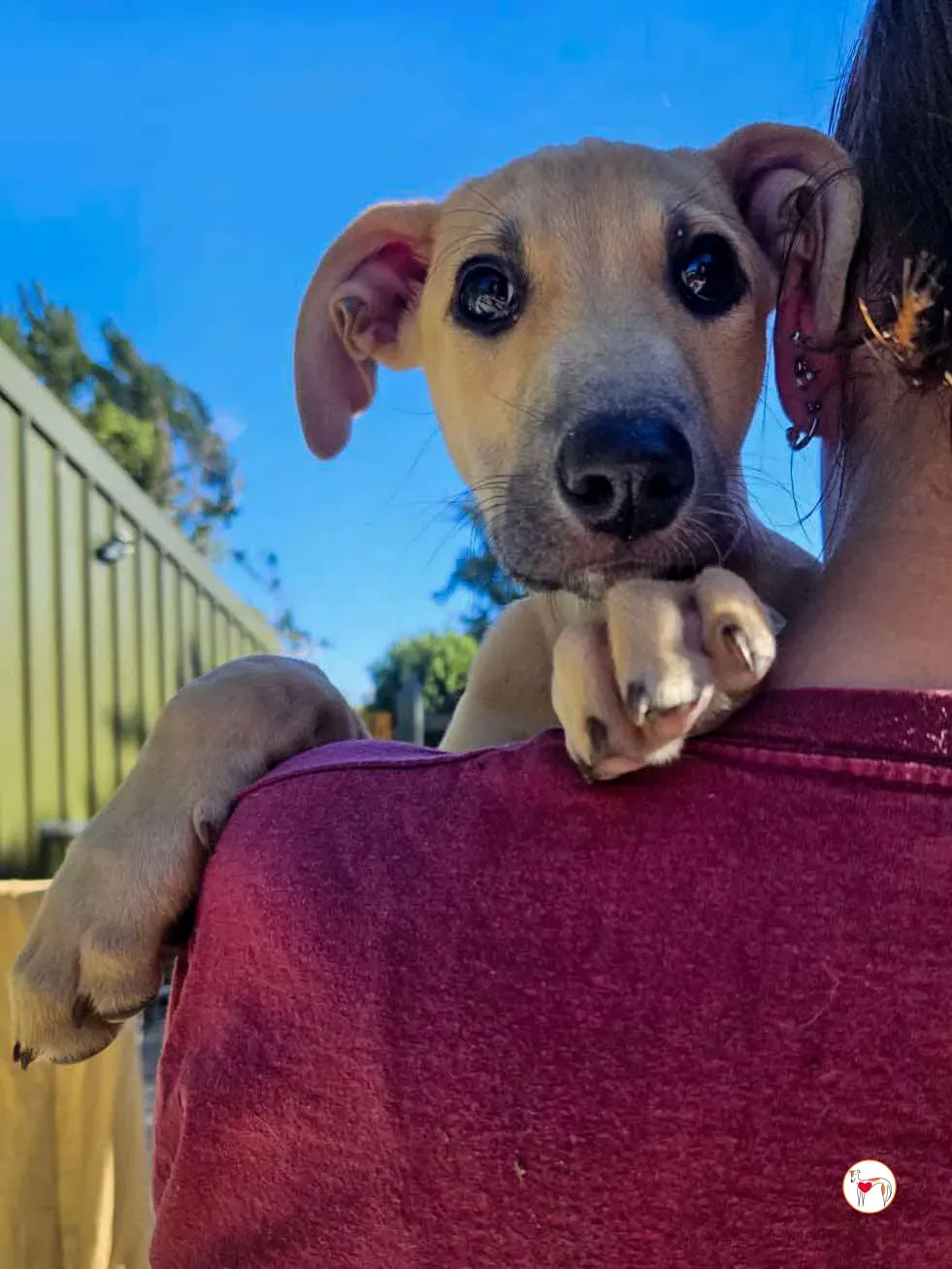 koy grey cucciolo adozione 02