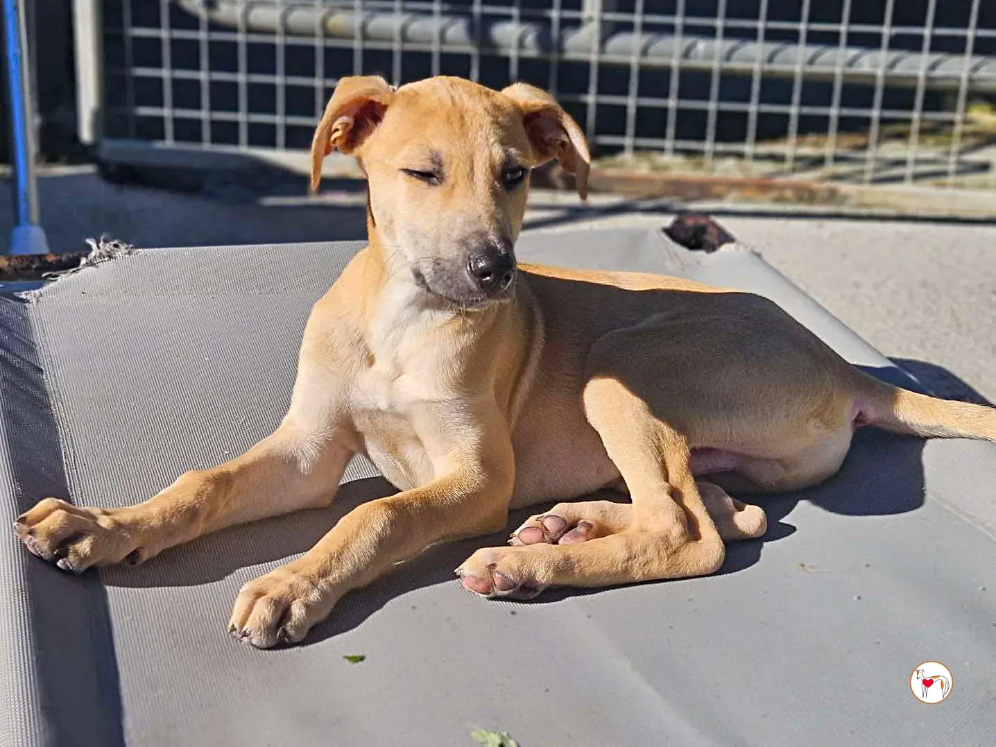 koy grey cucciolo adozione 03