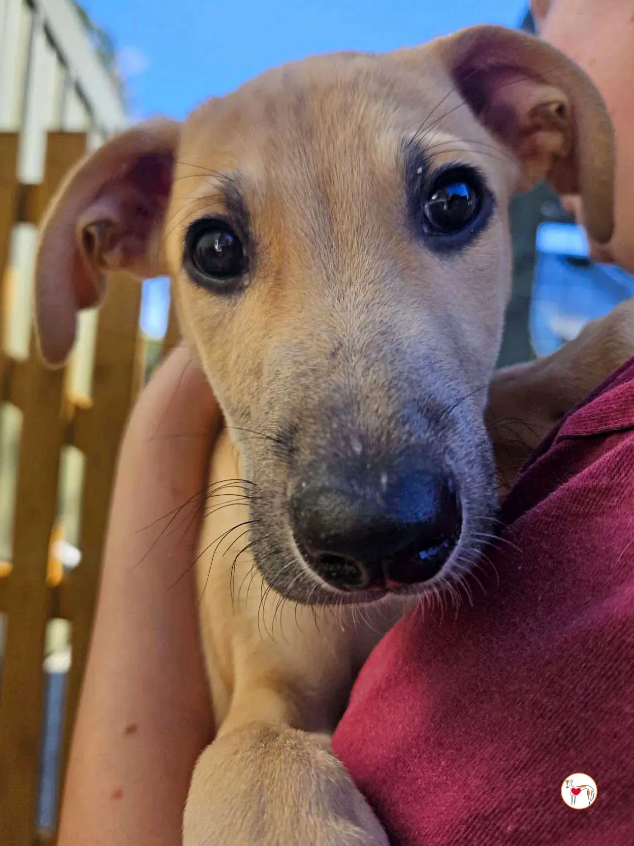 koy grey cucciolo adozione 04