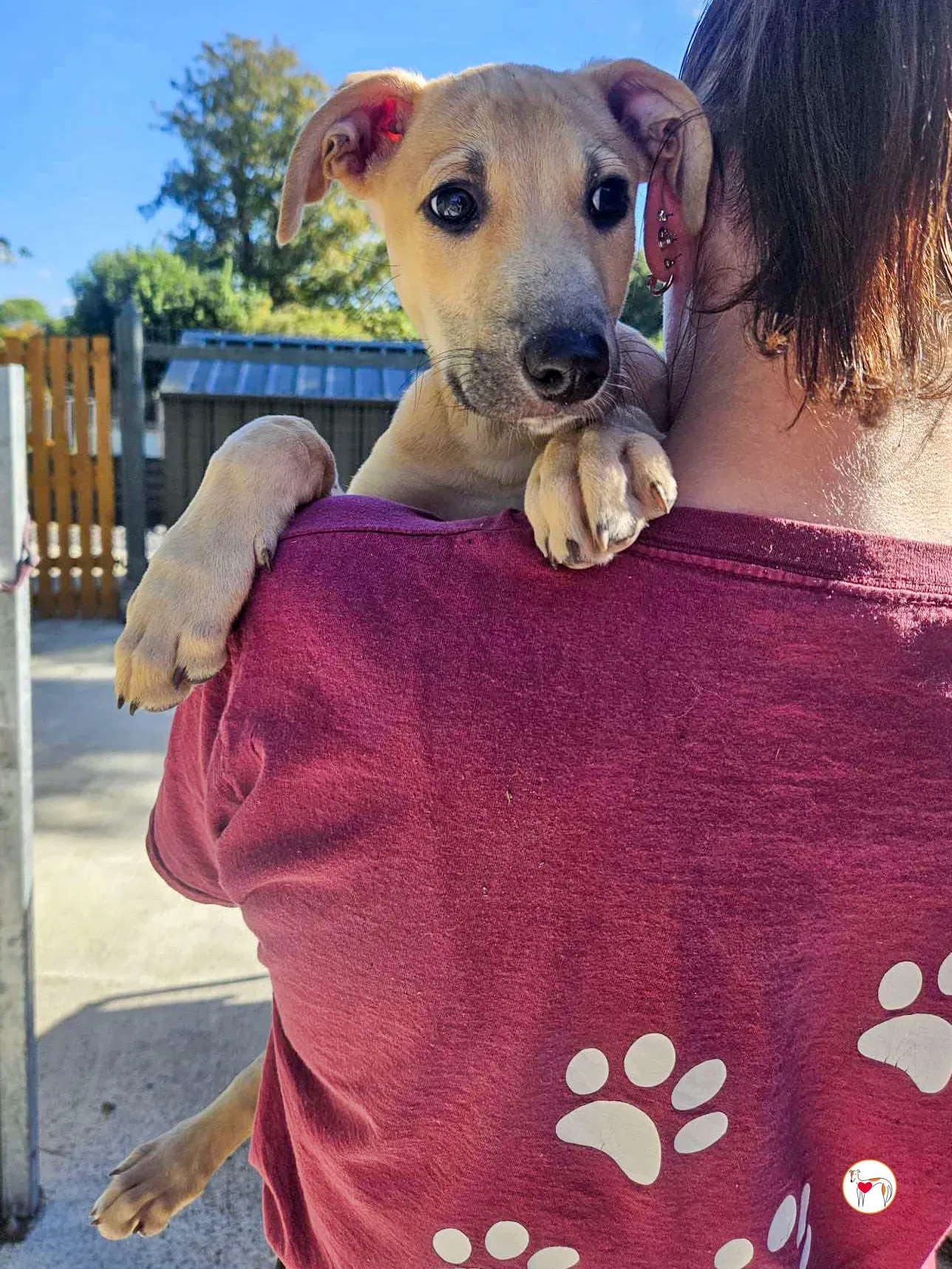 koy grey cucciolo adozione 05