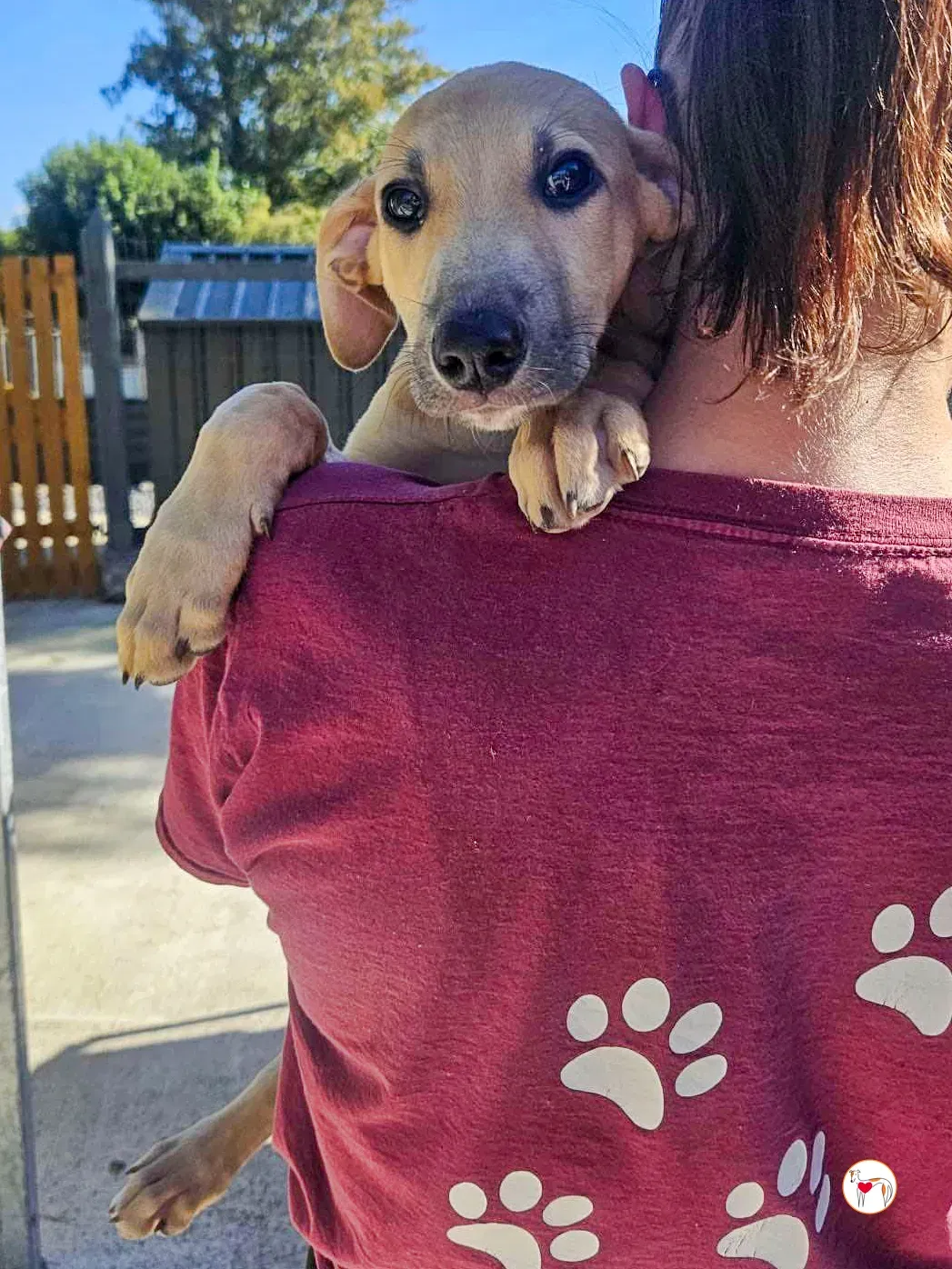 koy grey cucciolo adozione 06