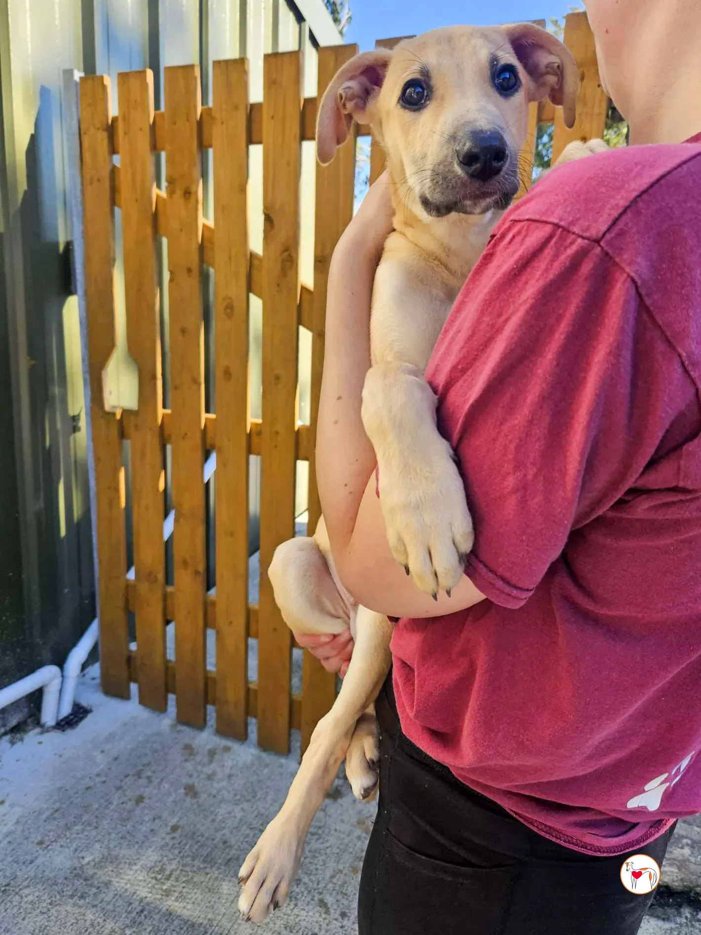 koy grey cucciolo adozione 07