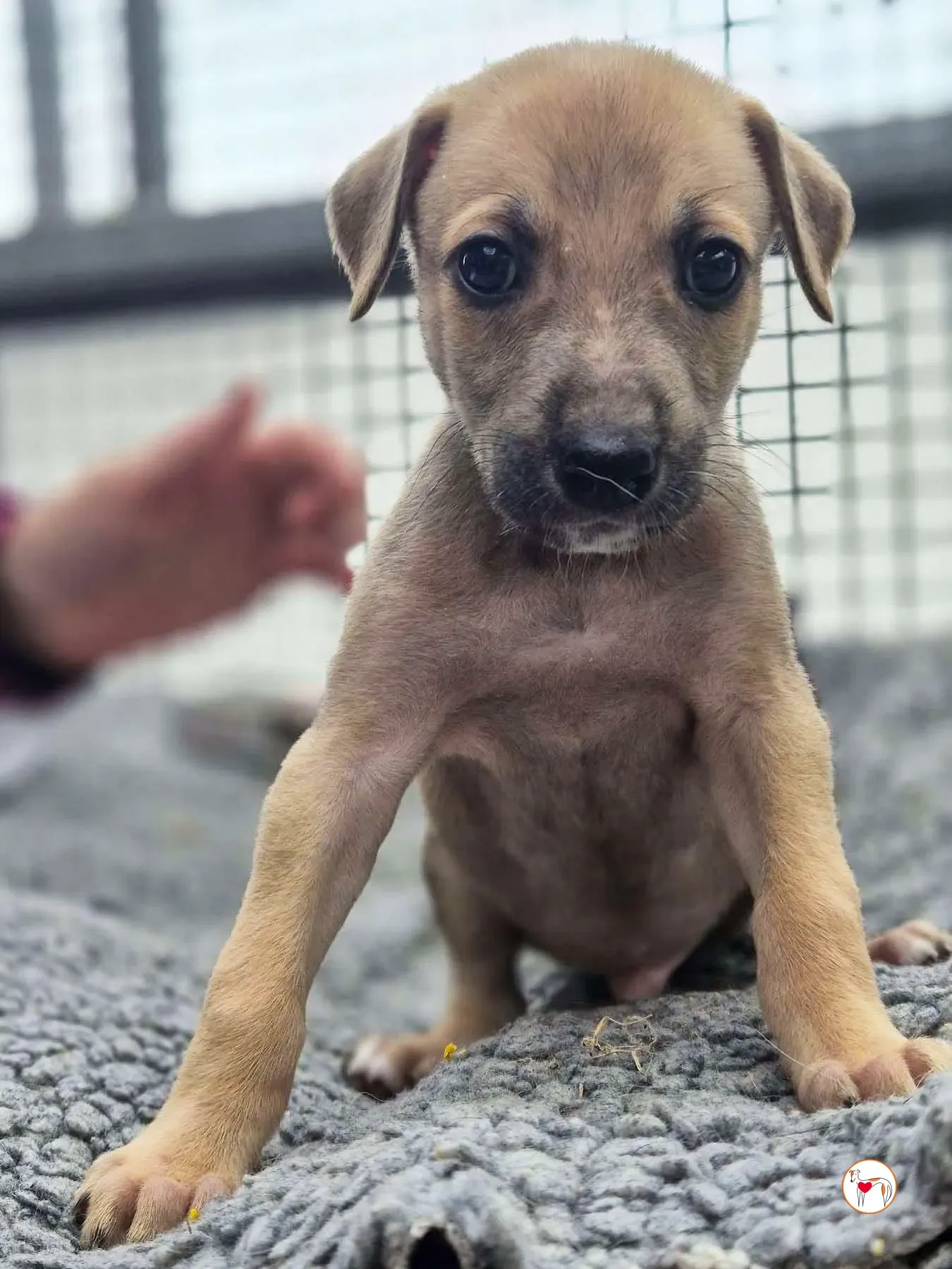 koy grey cucciolo adozione 08