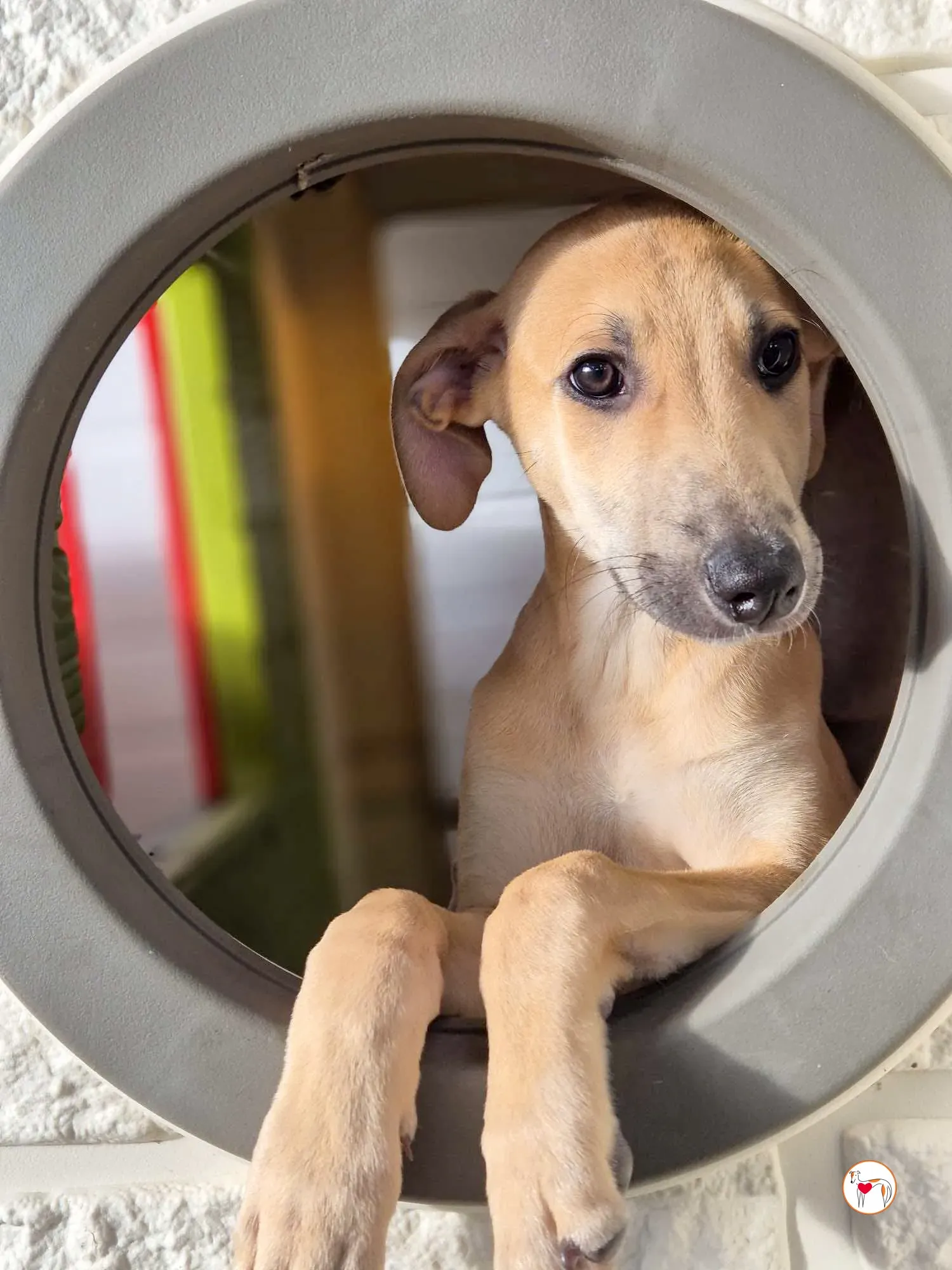 koy grey cucciolo adozione 09