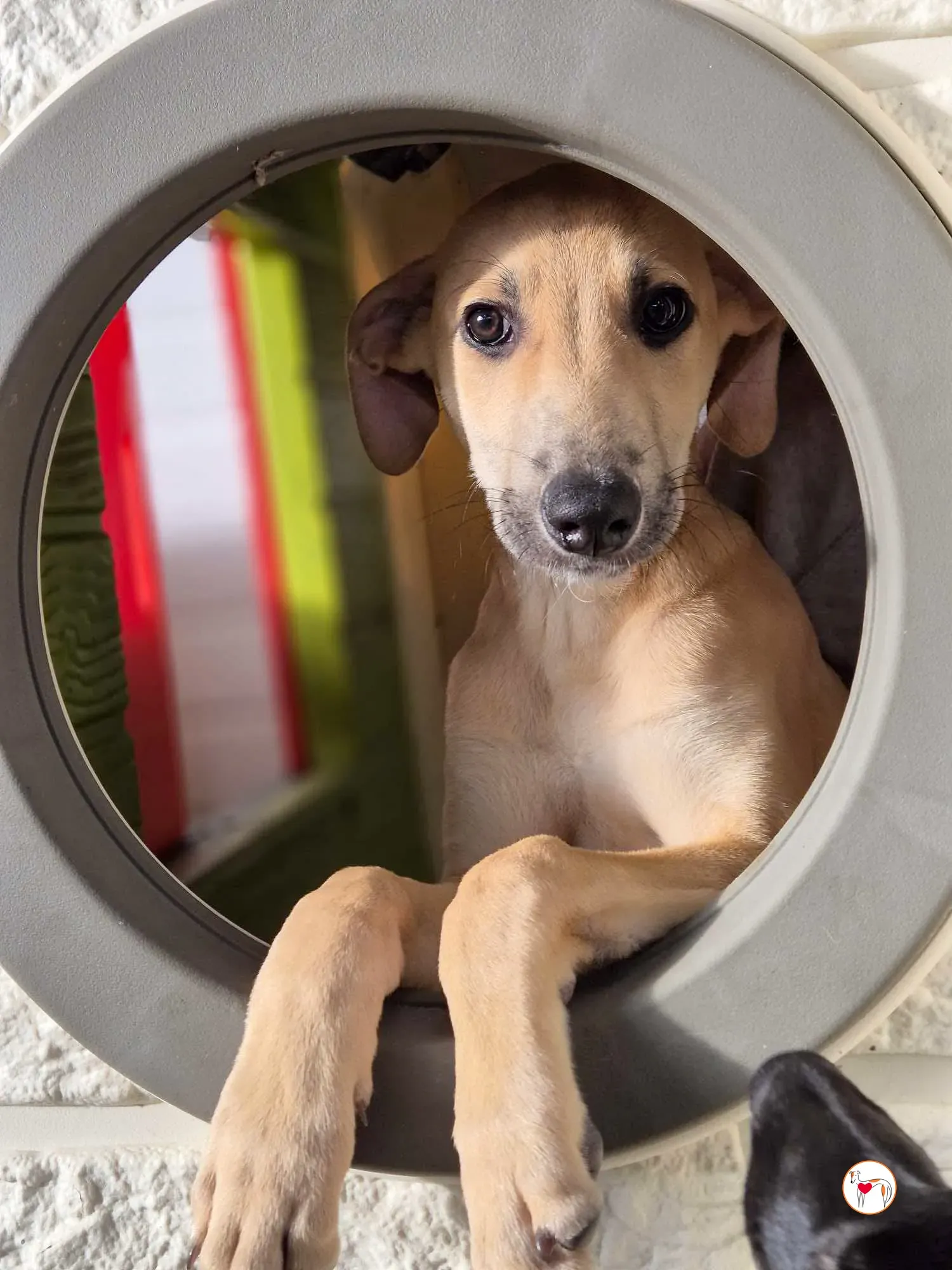 koy grey cucciolo adozione 10