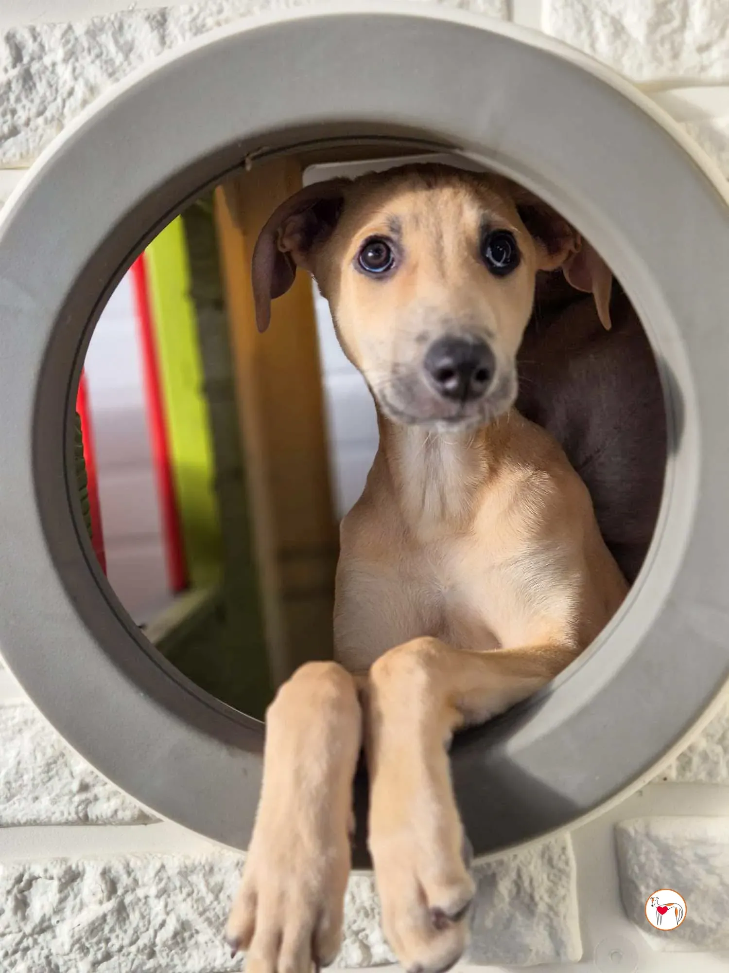 koy grey cucciolo adozione 11