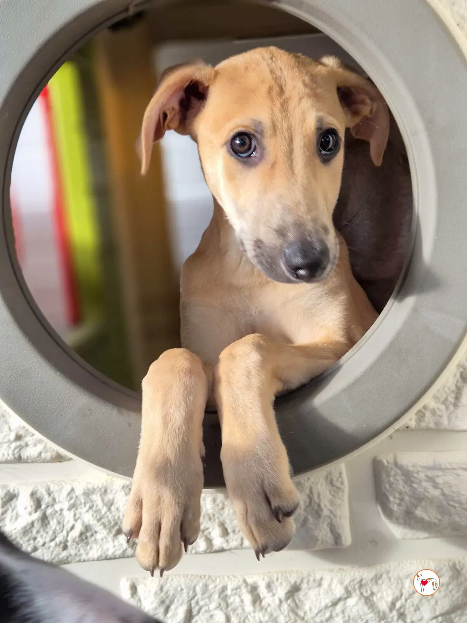 koy grey cucciolo adozione 12