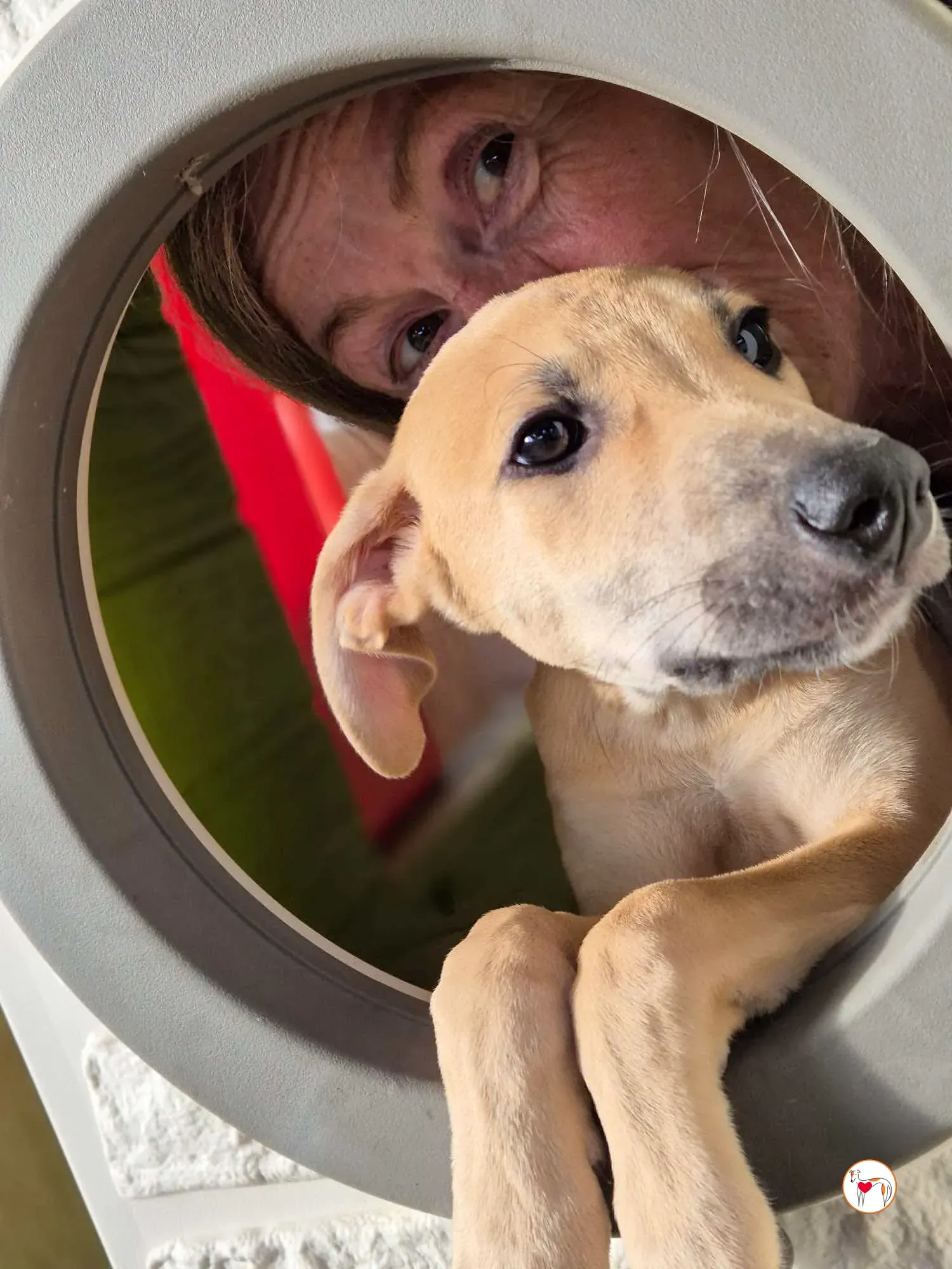 koy grey cucciolo adozione 13