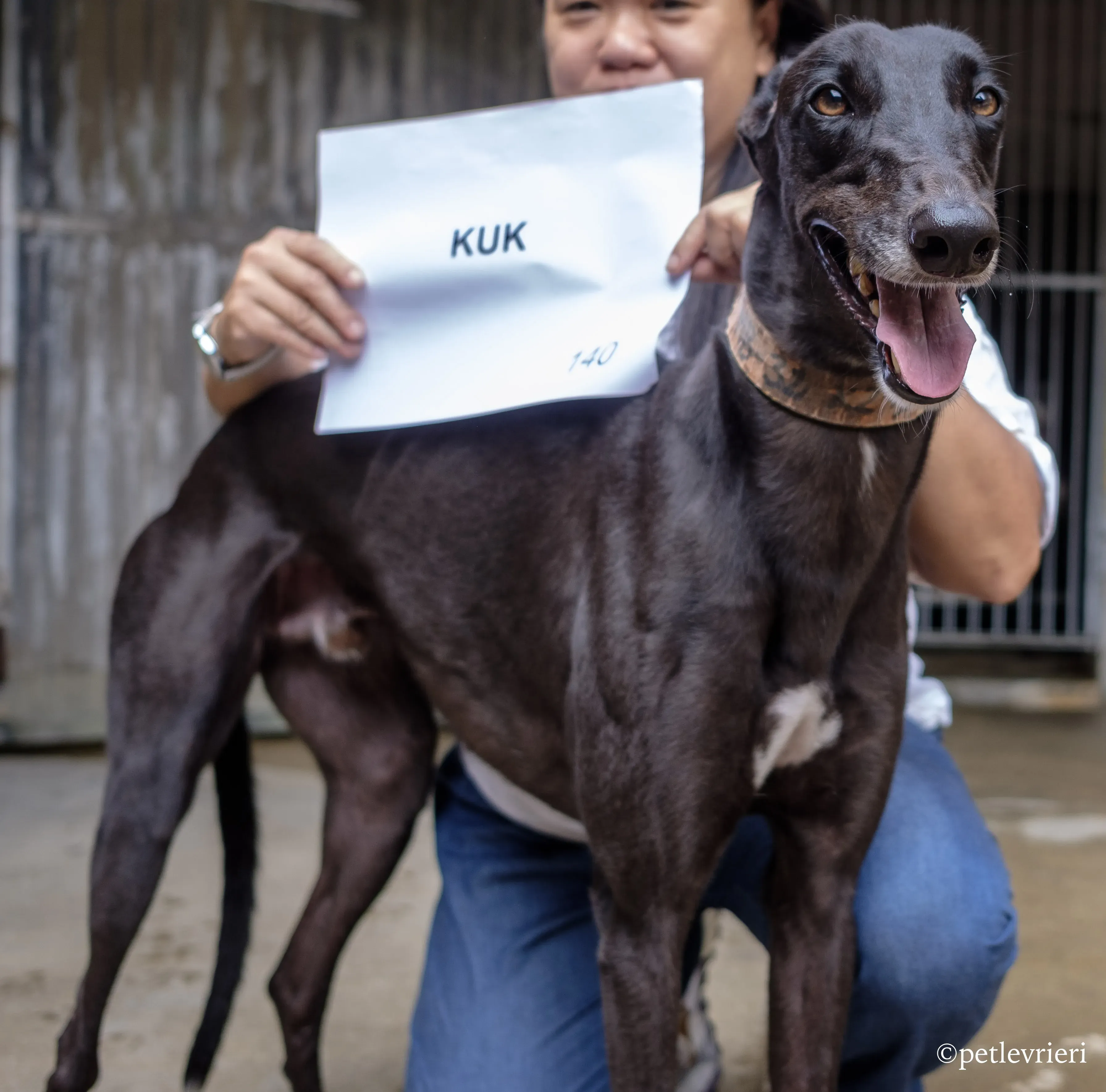 kuk adozione greyhound macao 1