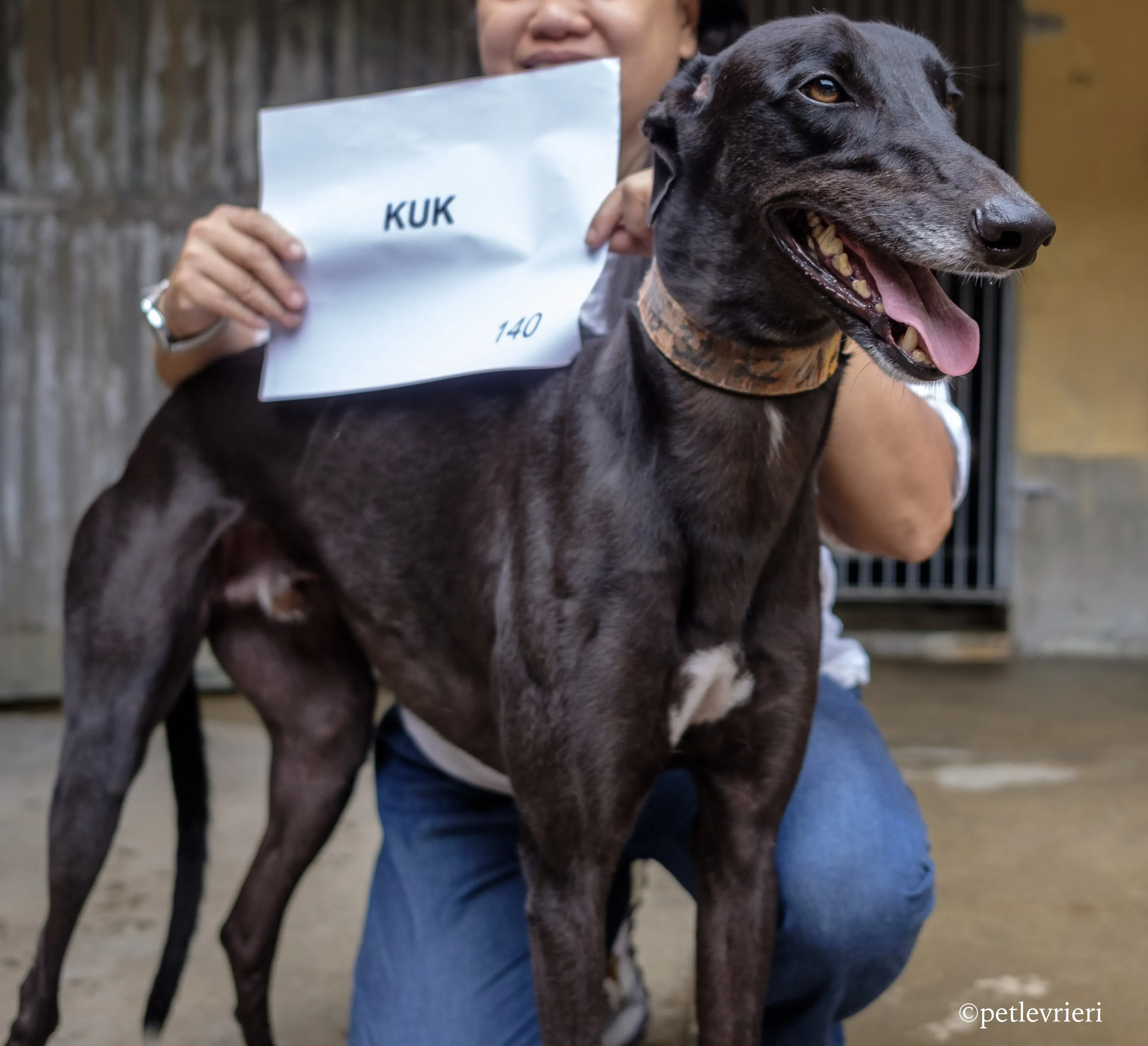 kuk adozione greyhound macao 2