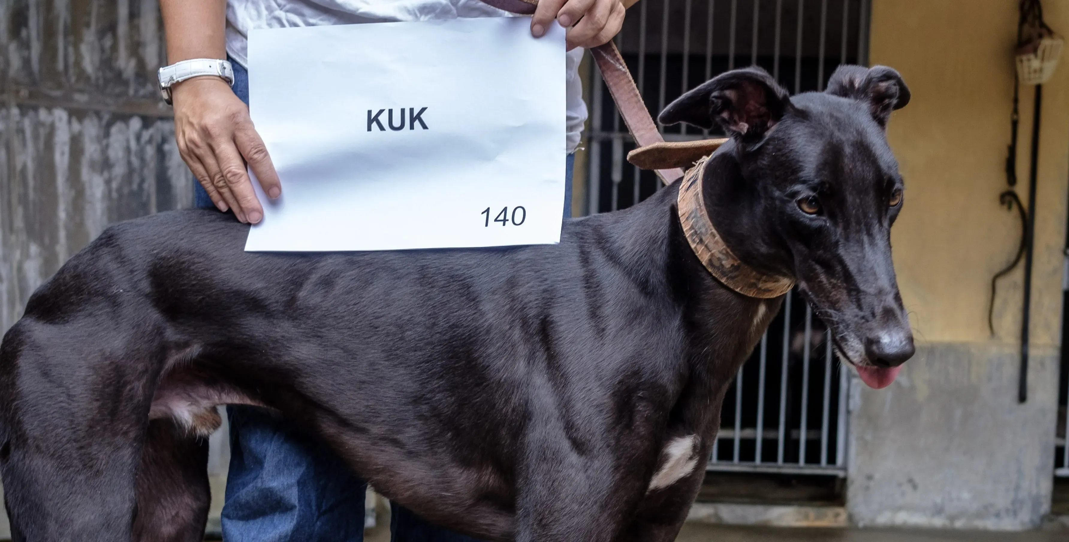 kuk adozione greyhound macao 3 e1543357549748