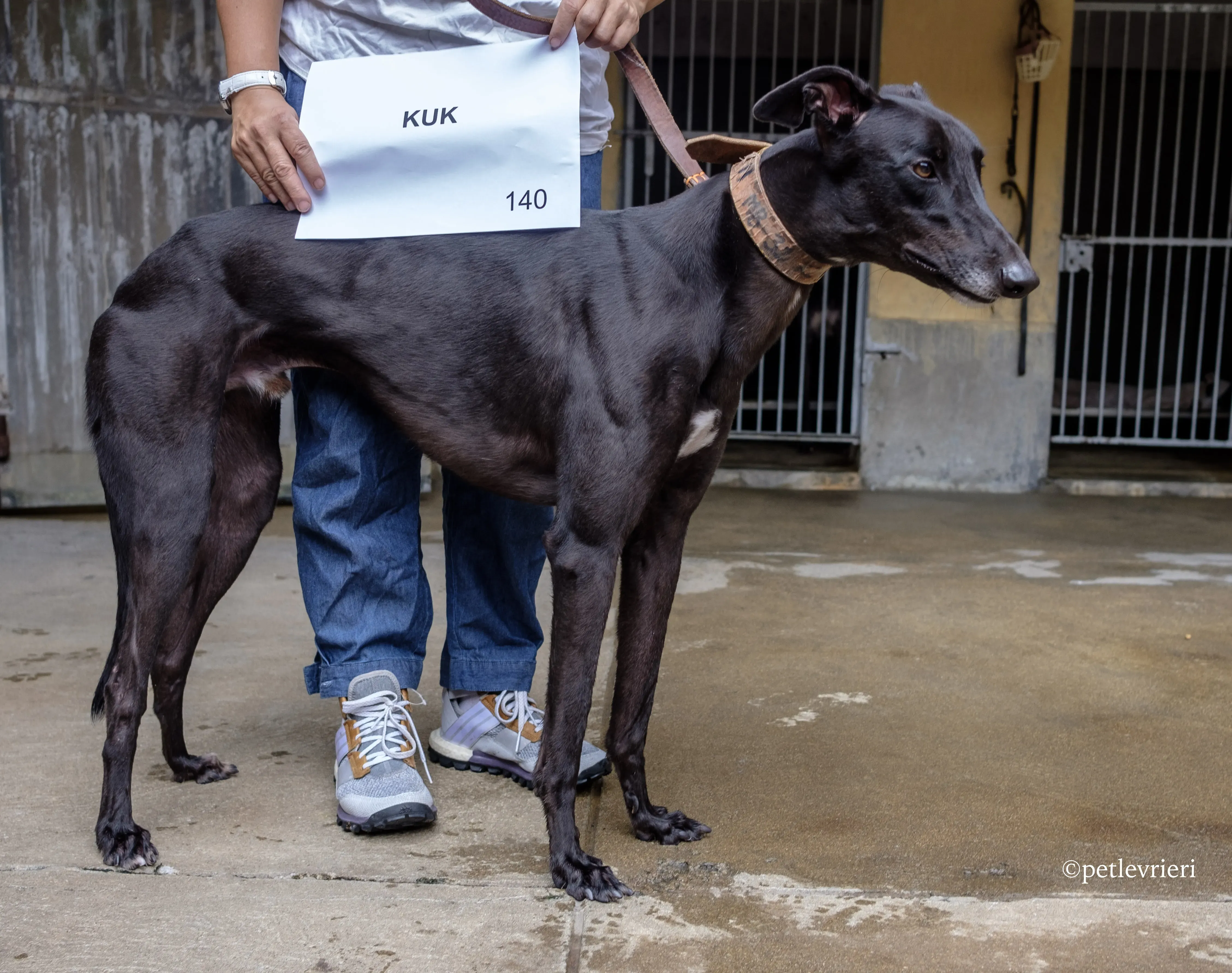 kuk adozione greyhound macao 4