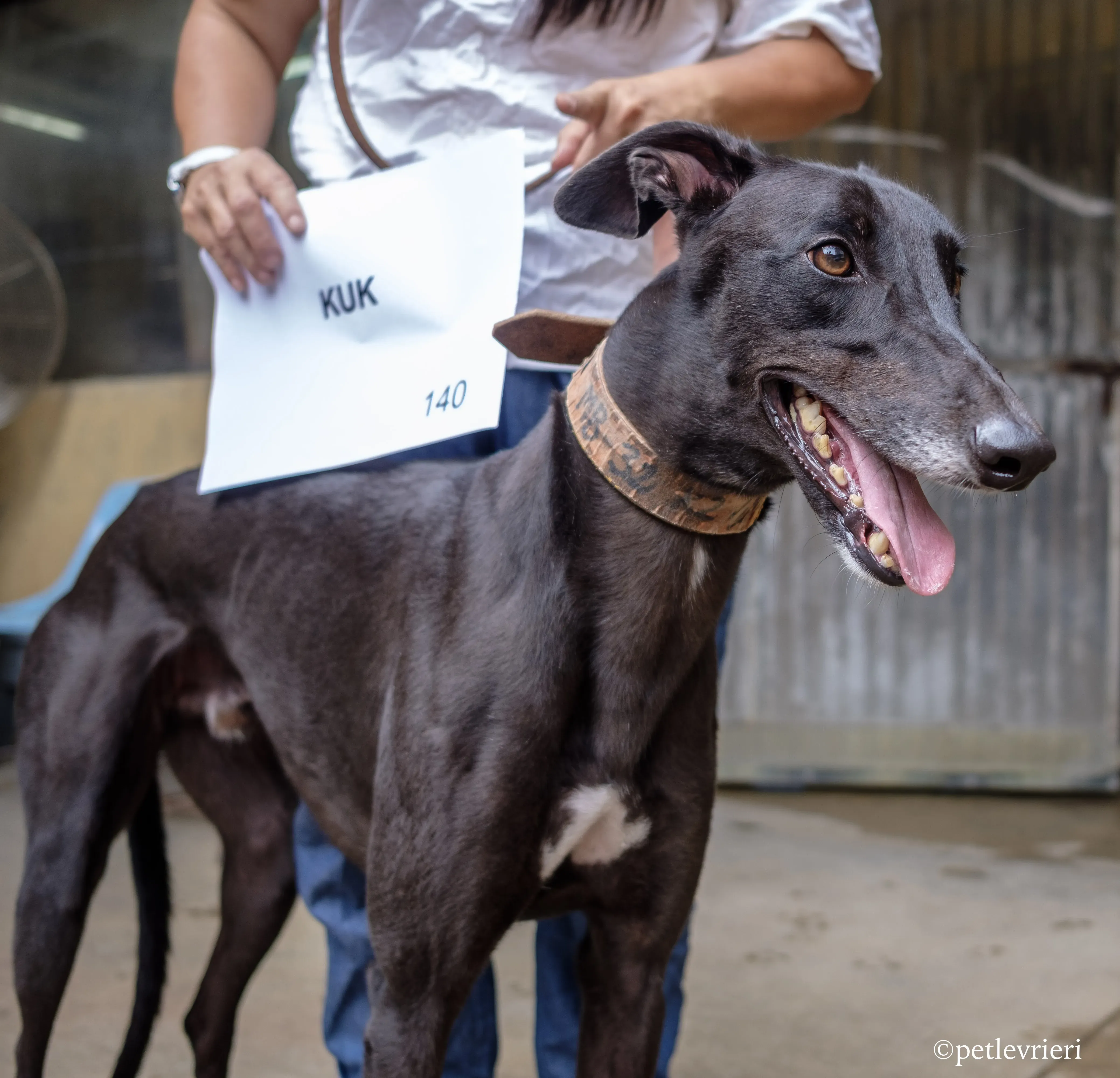 kuk adozione greyhound macao 5