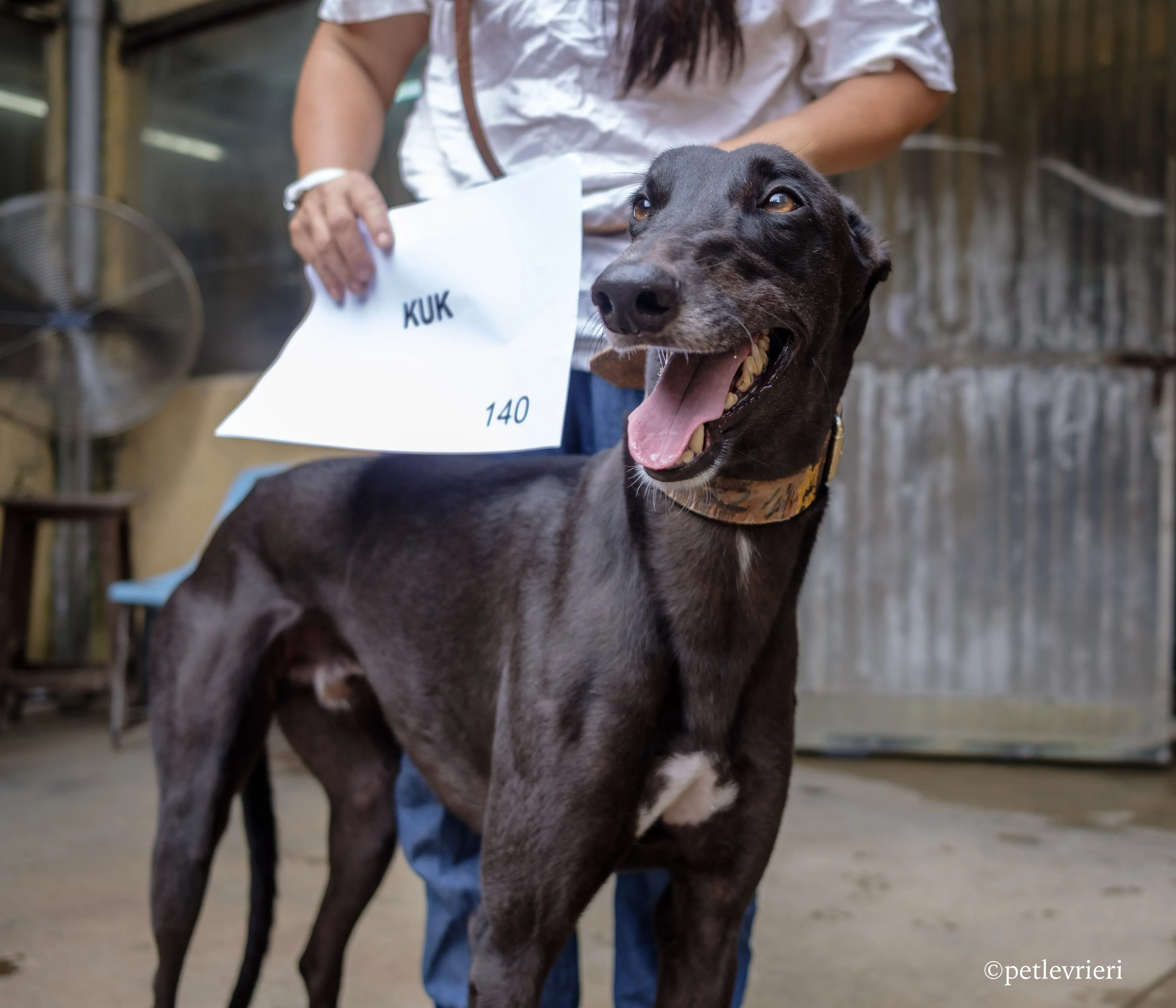 kuk adozione greyhound macao 6