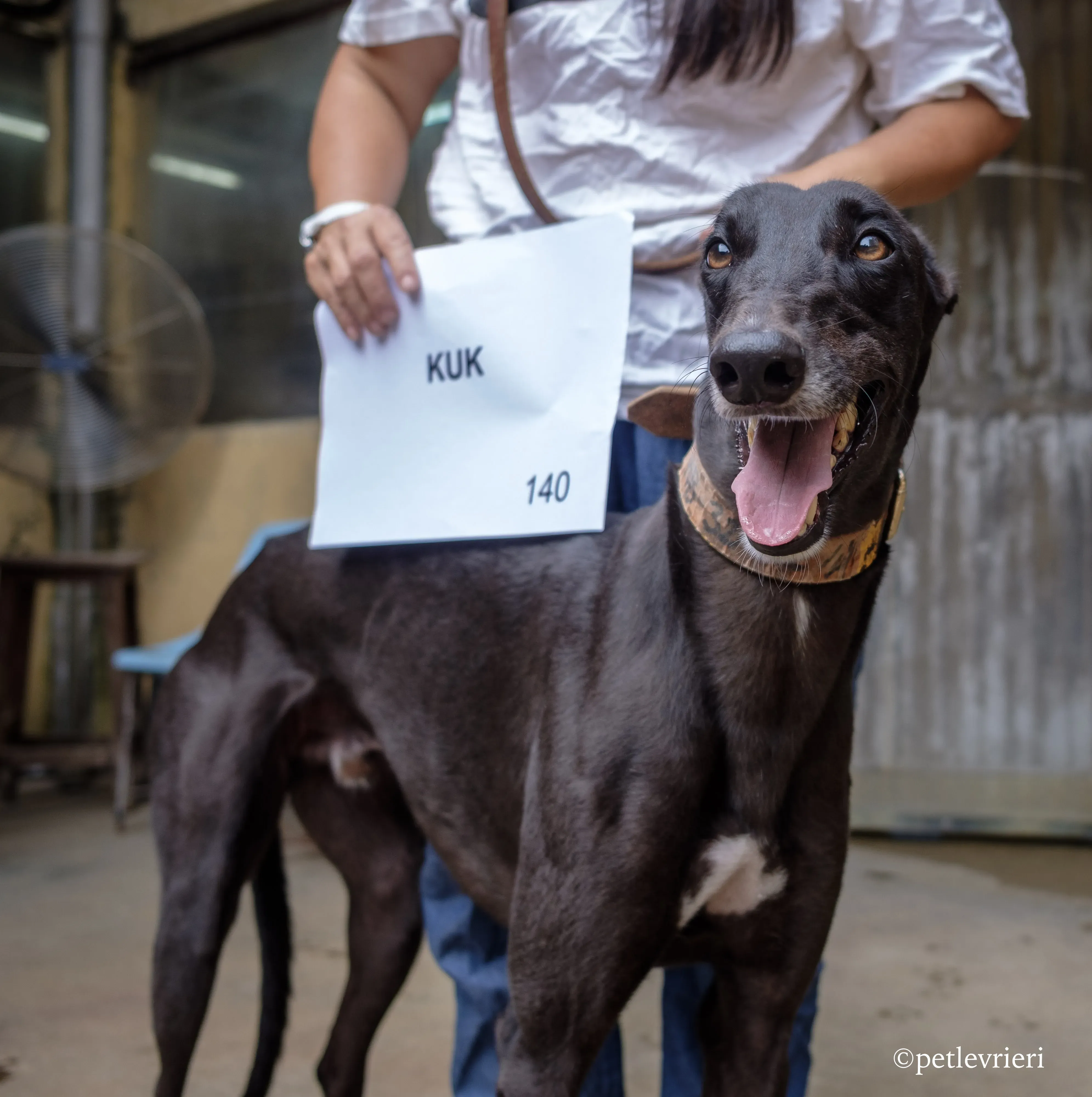 kuk adozione greyhound macao 7