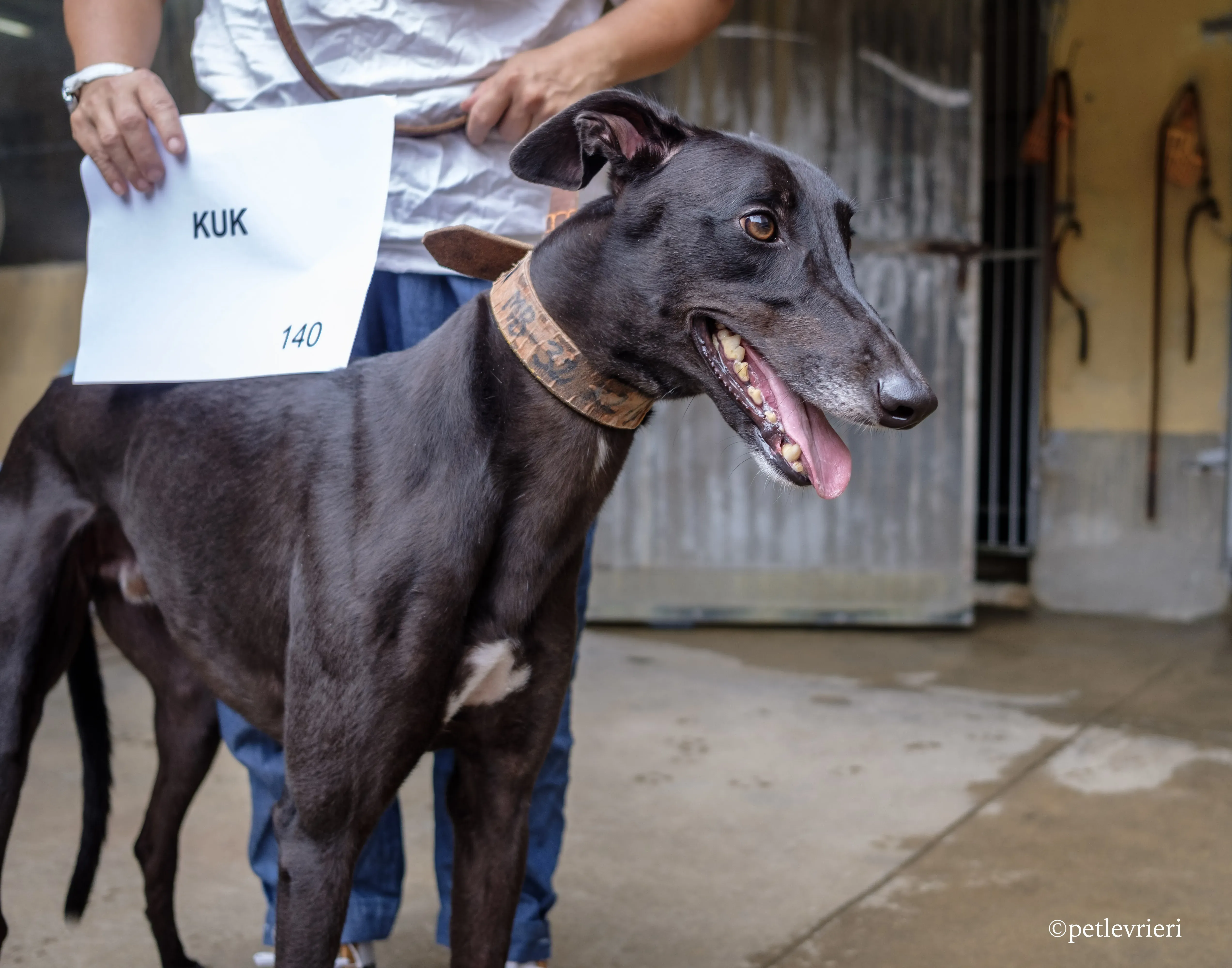 kuk adozione greyhound macao 8
