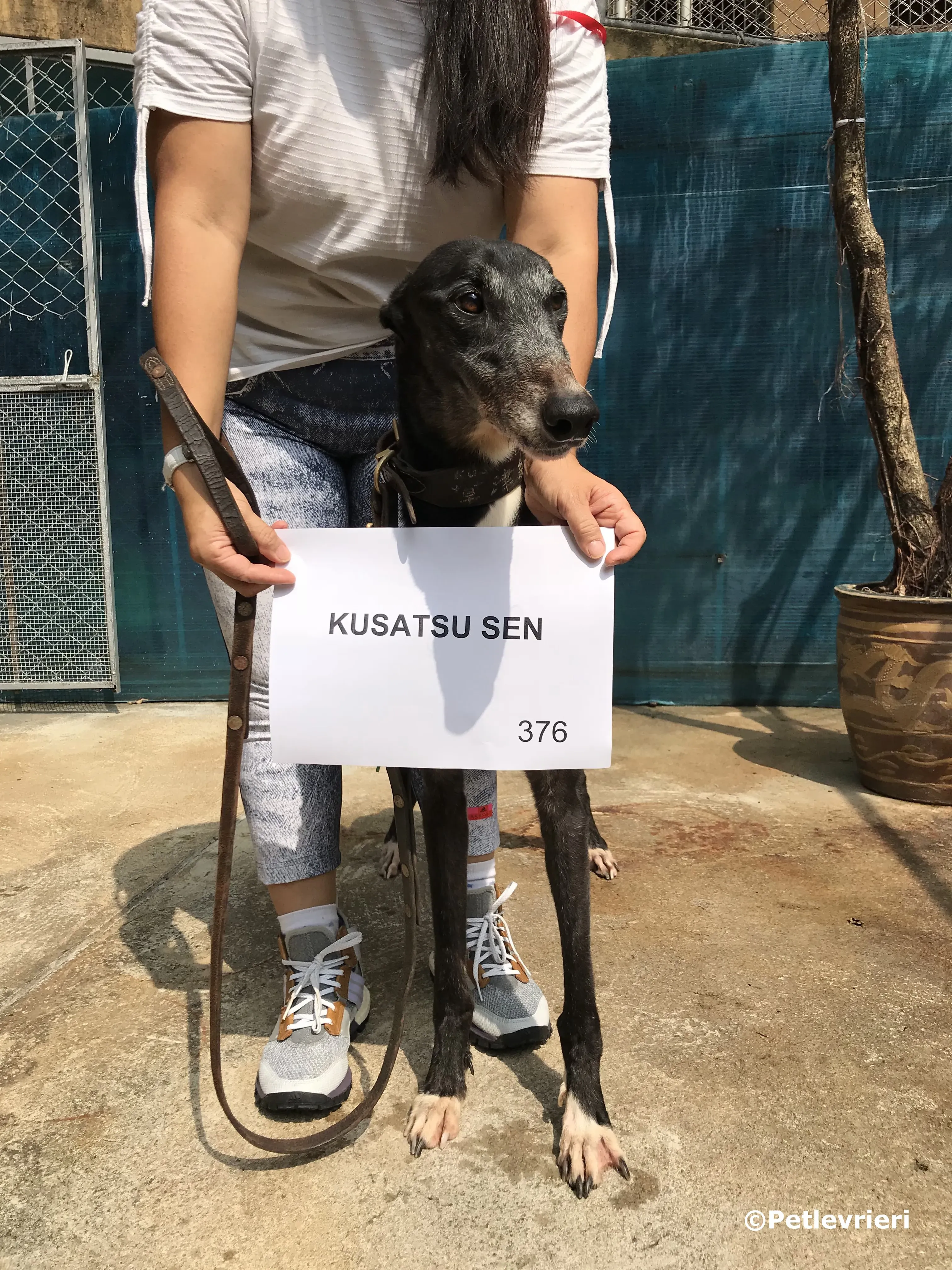 kusatsu sen adozione greyhound macao 1