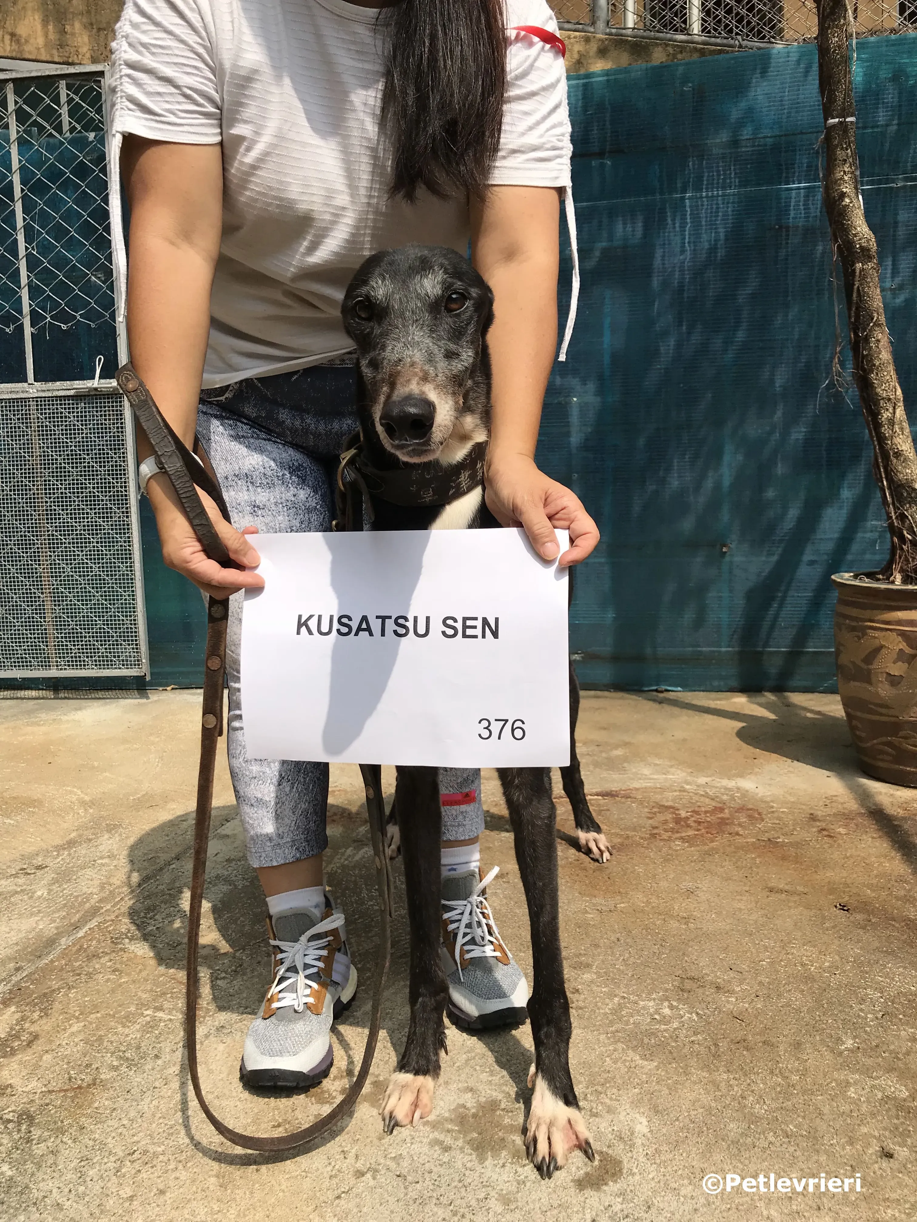 kusatsu sen adozione greyhound macao 2