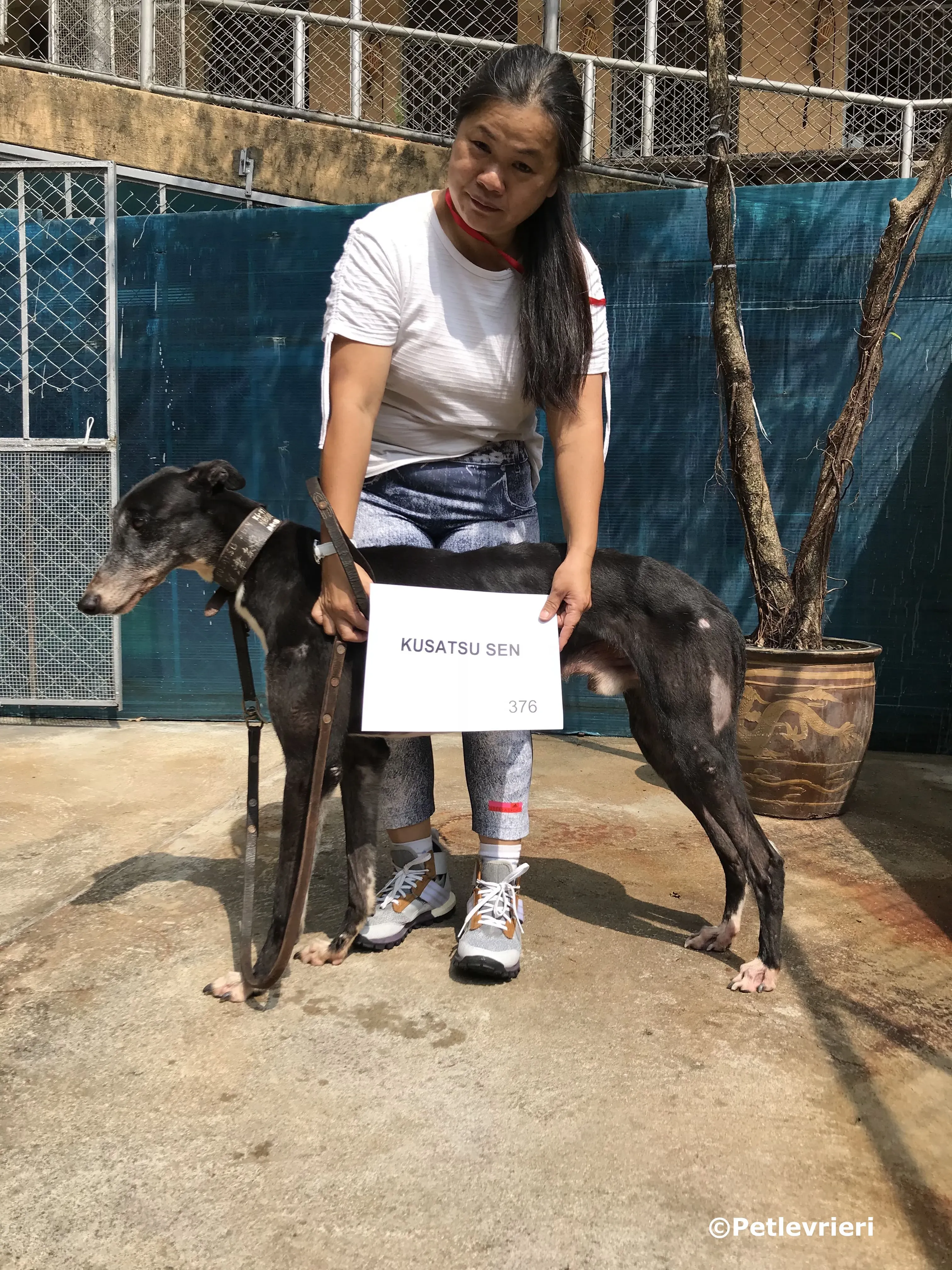 kusatsu sen adozione greyhound macao 3
