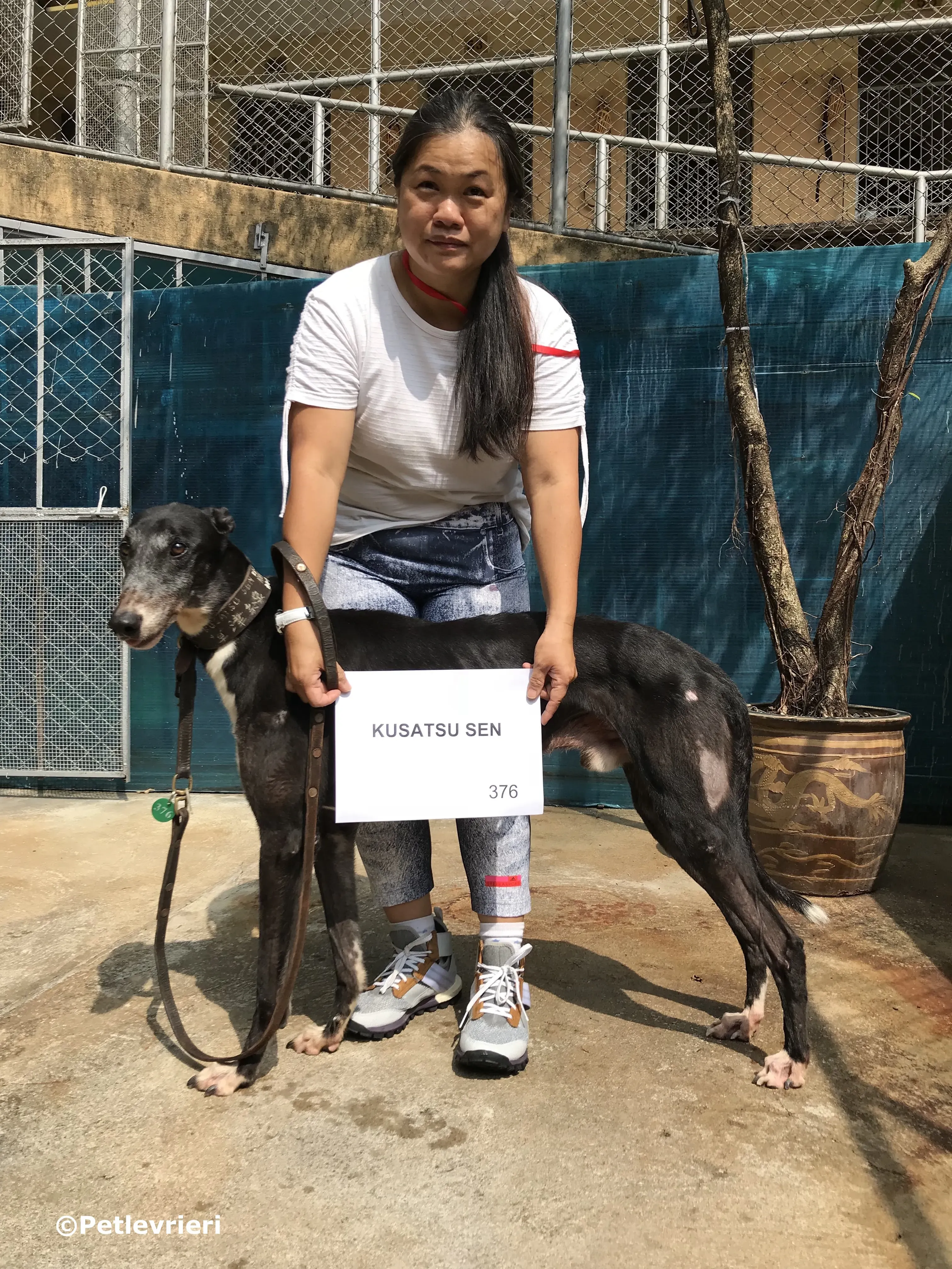 kusatsu sen adozione greyhound macao 4