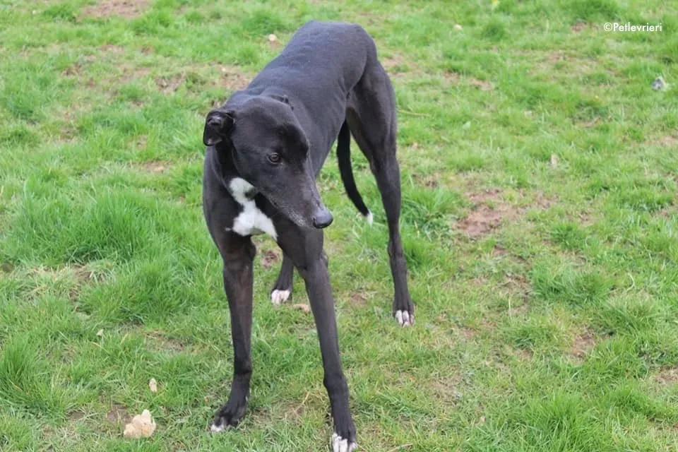 kyle adozione levrieri greyhound 1 1