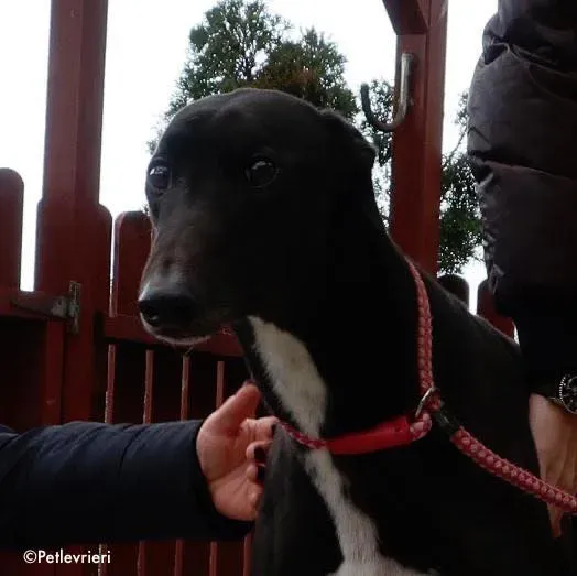 kyle adozione levrieri greyhound 1