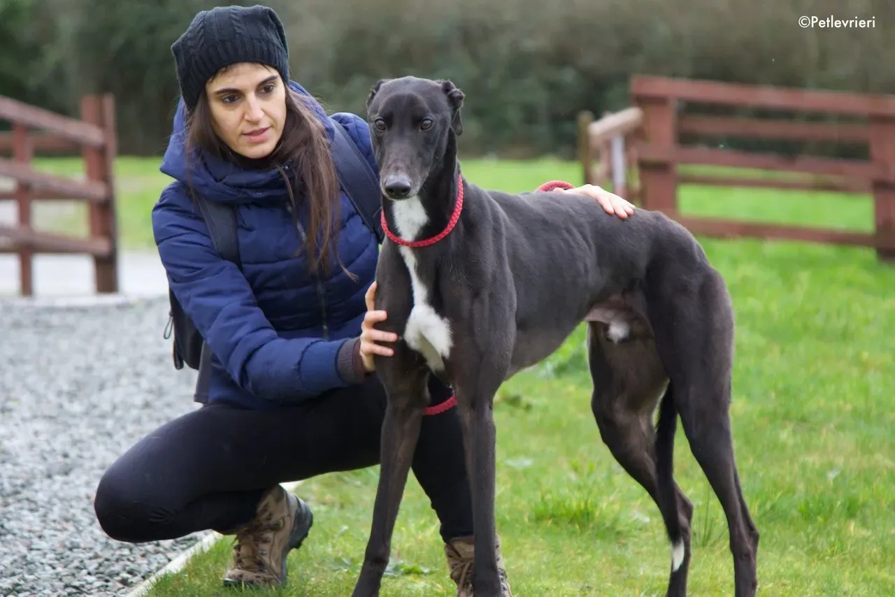 kyle adozione levrieri greyhound 10 1