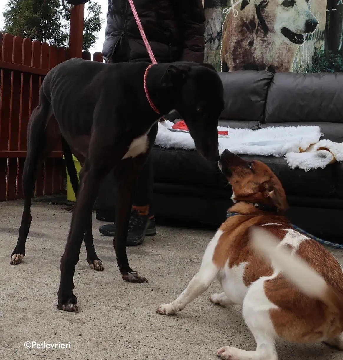 kyle adozione levrieri greyhound 10