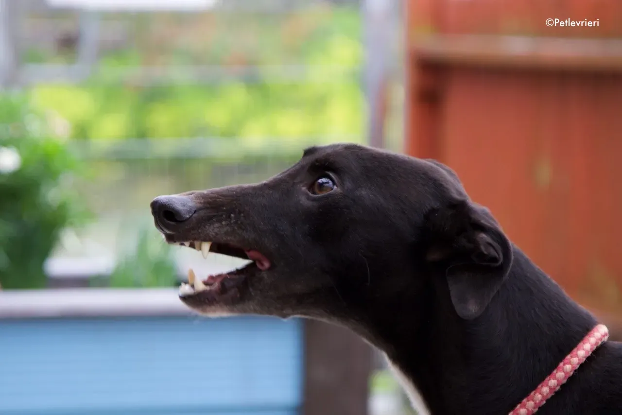 kyle adozione levrieri greyhound 11 1