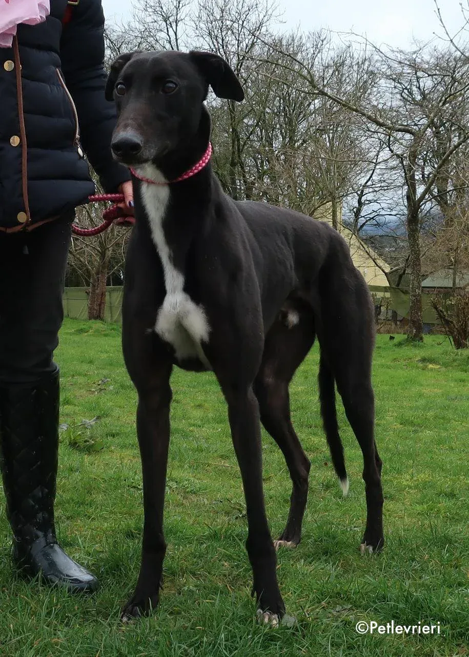 kyle adozione levrieri greyhound 11