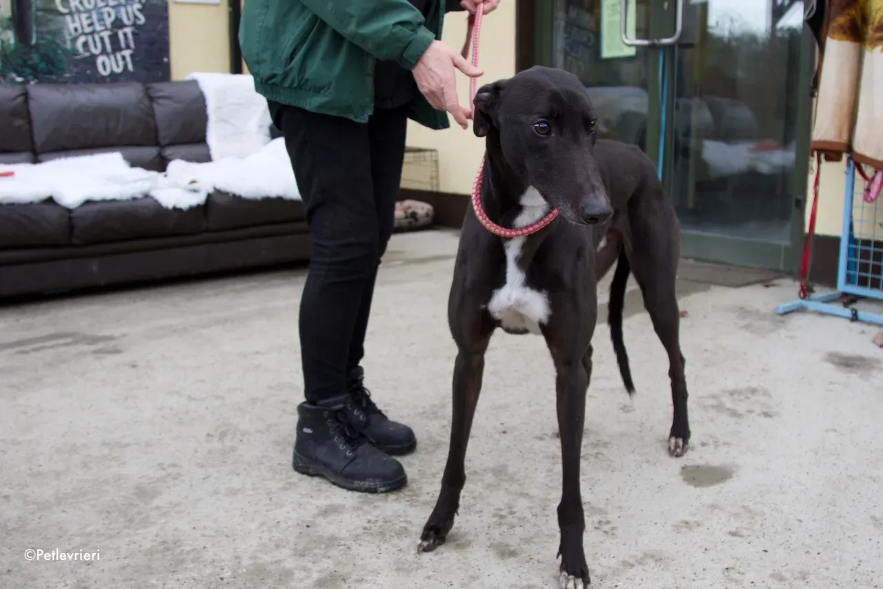 kyle adozione levrieri greyhound 12 1