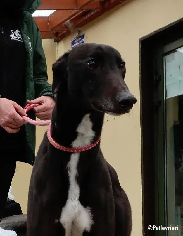 kyle adozione levrieri greyhound 12