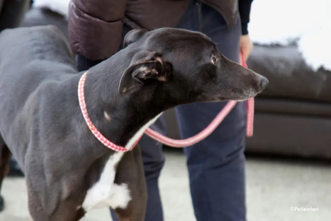 kyle adozione levrieri greyhound 13 1