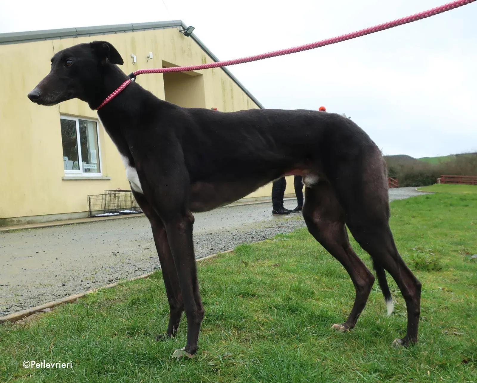 kyle adozione levrieri greyhound 13