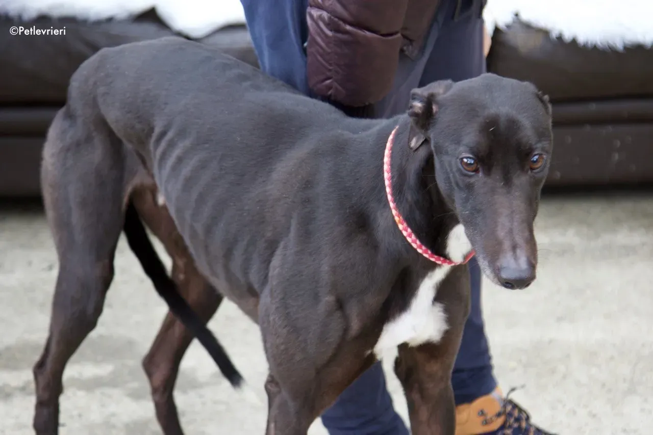 kyle adozione levrieri greyhound 14 1