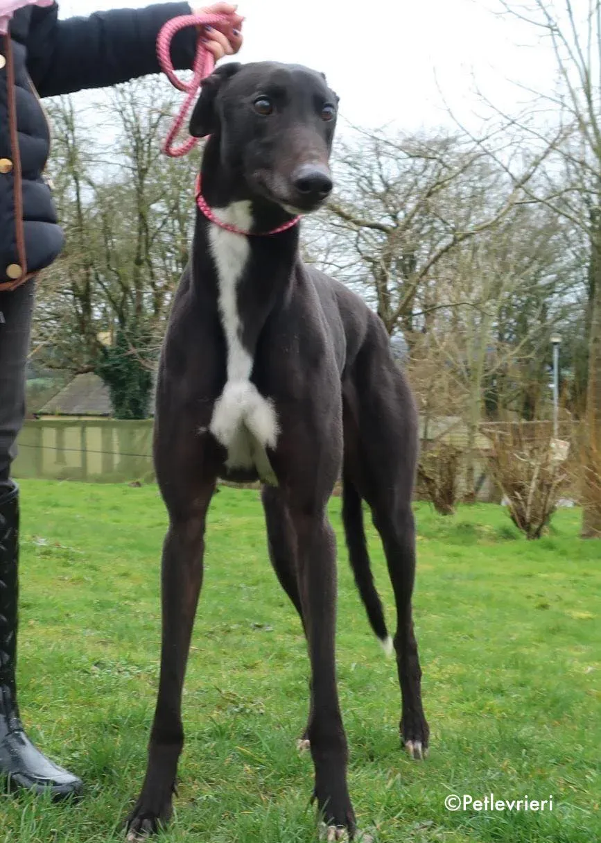 kyle adozione levrieri greyhound 14