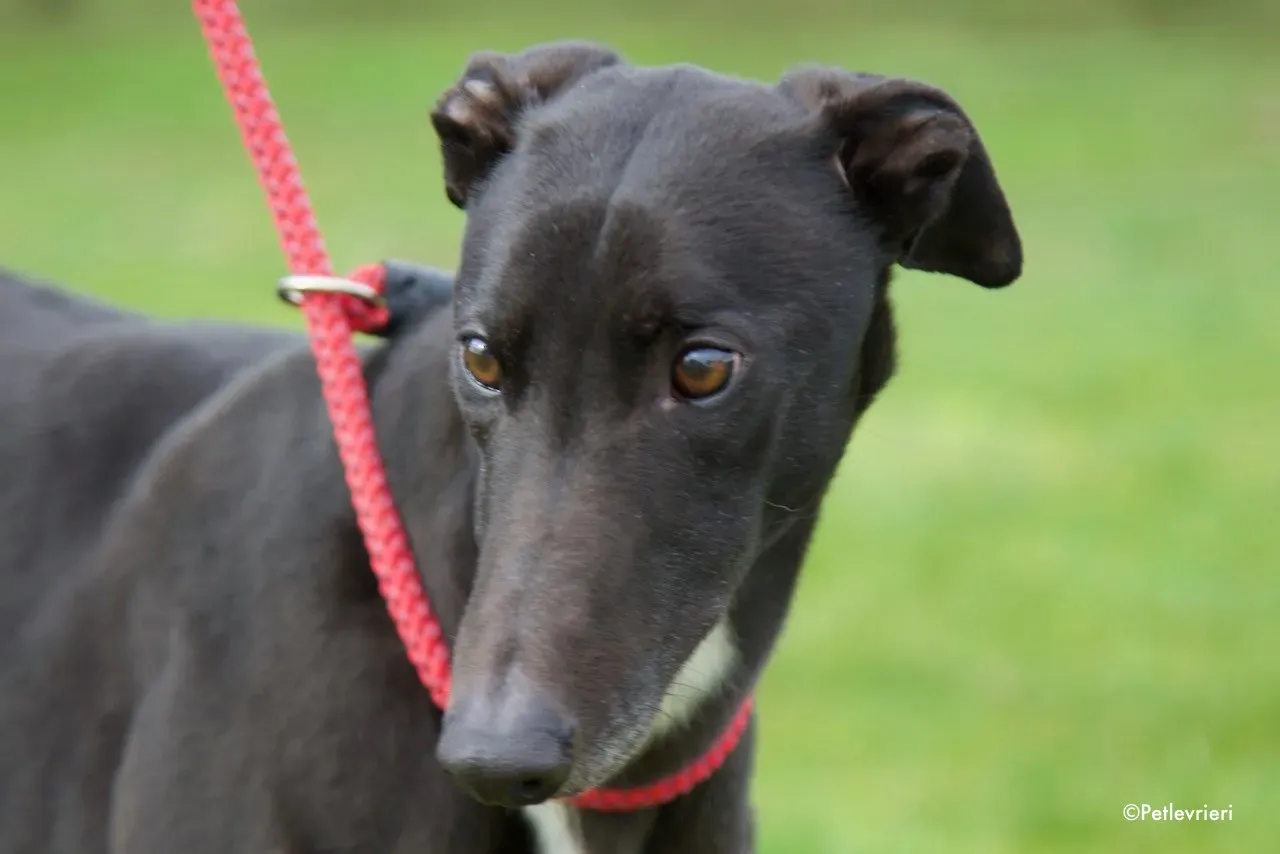 kyle adozione levrieri greyhound 15