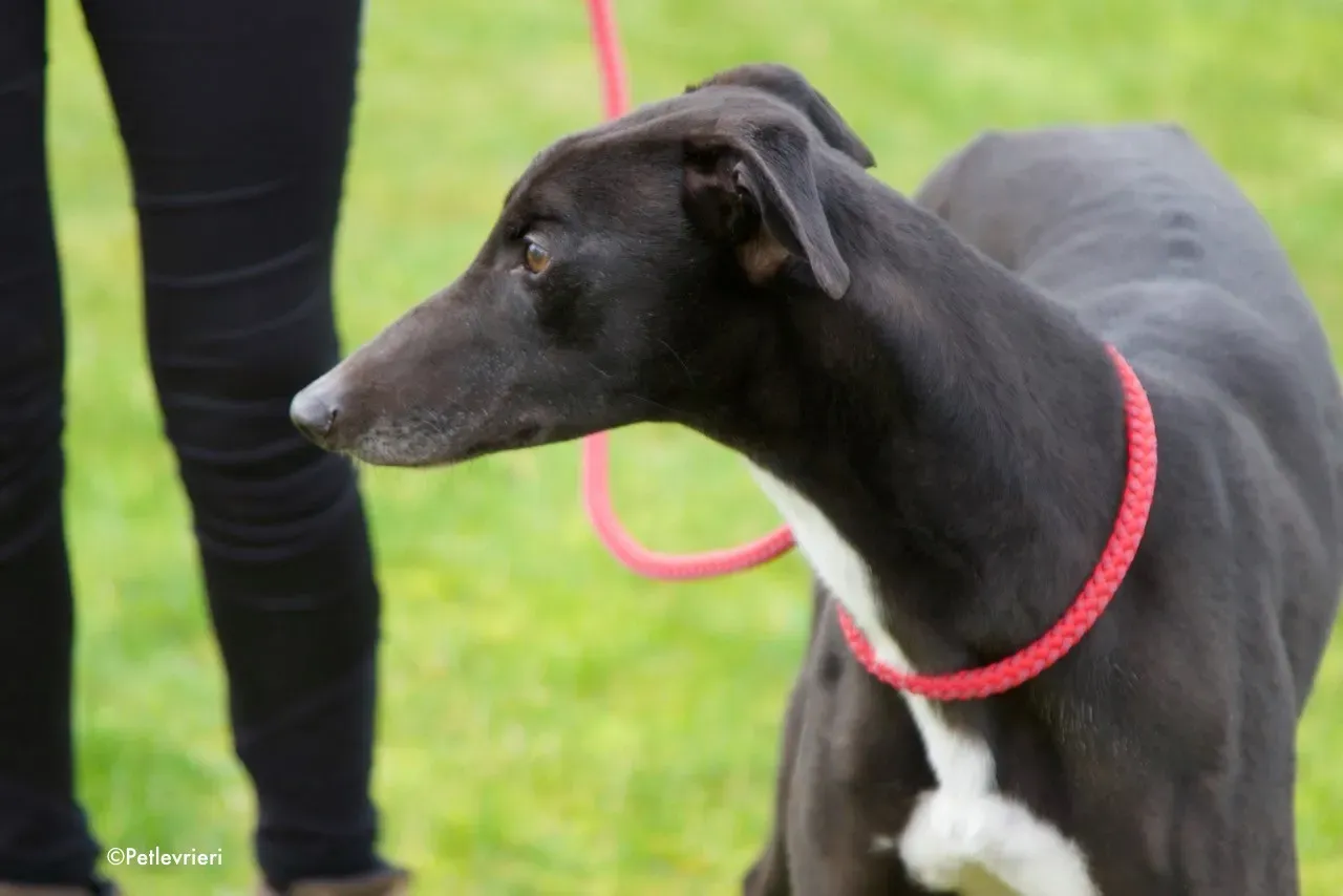 kyle adozione levrieri greyhound 16