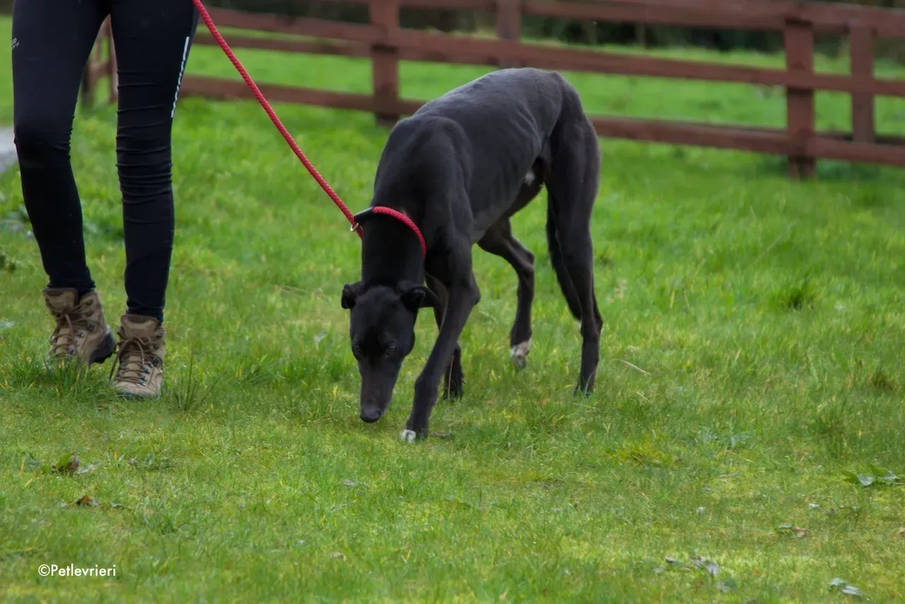 kyle adozione levrieri greyhound 17