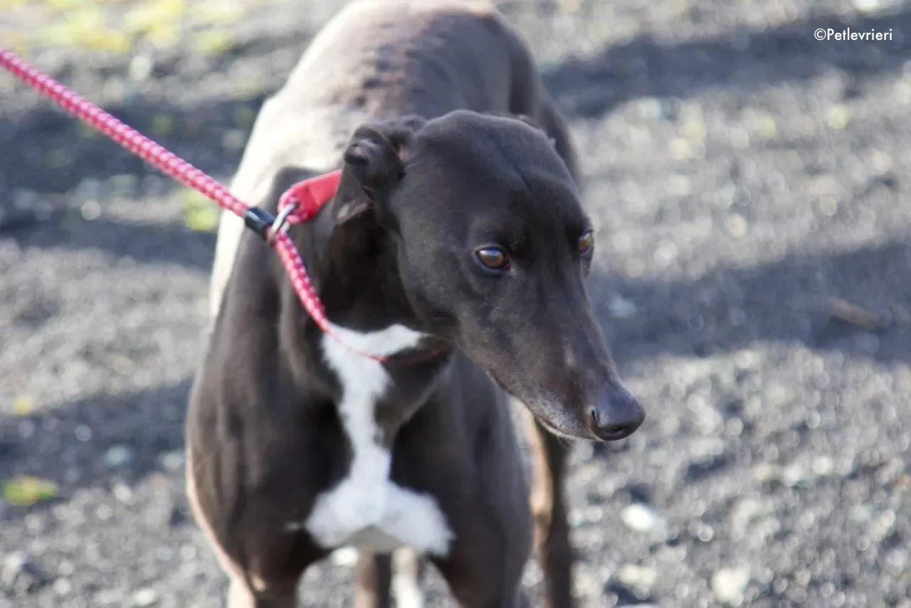 kyle adozione levrieri greyhound 18