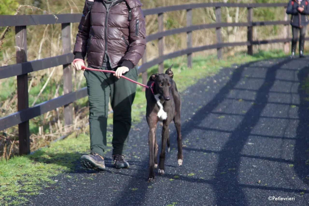 kyle adozione levrieri greyhound 19