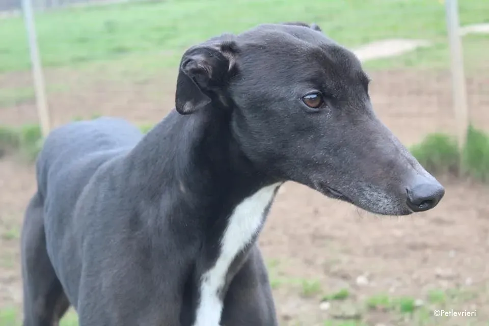 kyle adozione levrieri greyhound 2 1